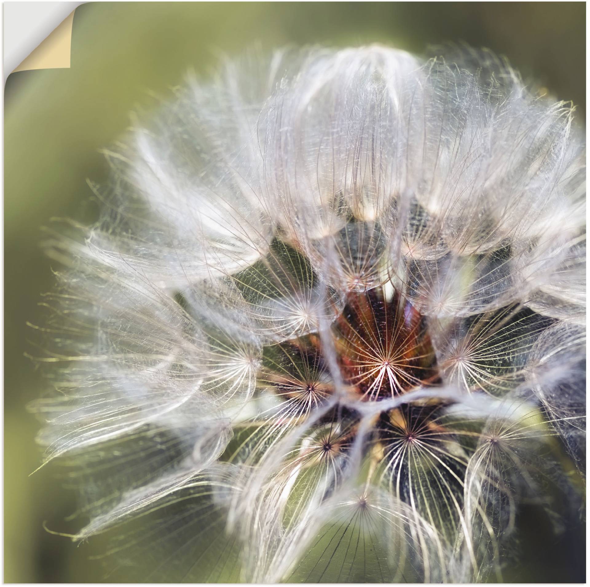 Artland Wandbild »Pusteblume II«, Blumen, (1 St.), als Alubild, Outdoorbild, Poster in verschied. Grössen von Artland