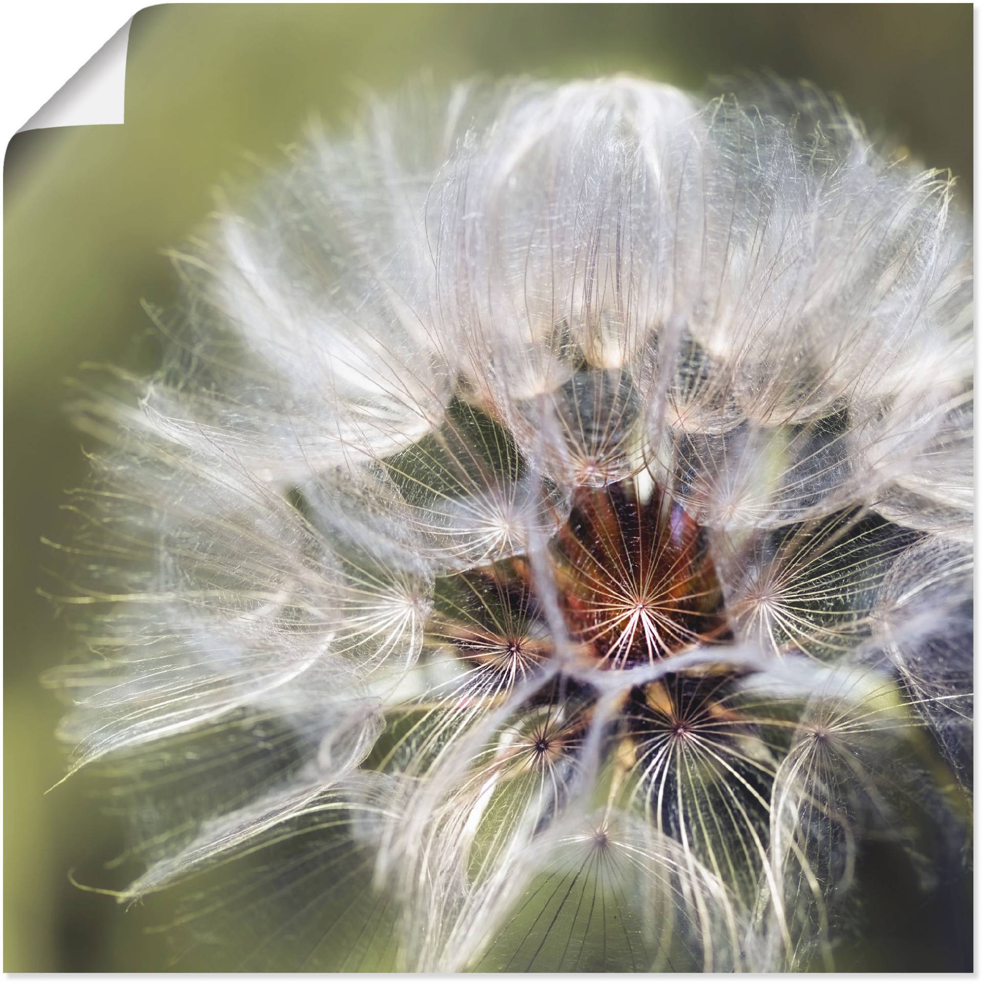 Artland Wandbild »Pusteblume II«, Blumen, (1 St.), als Alubild, Outdoorbild, Poster in verschied. Grössen von Artland