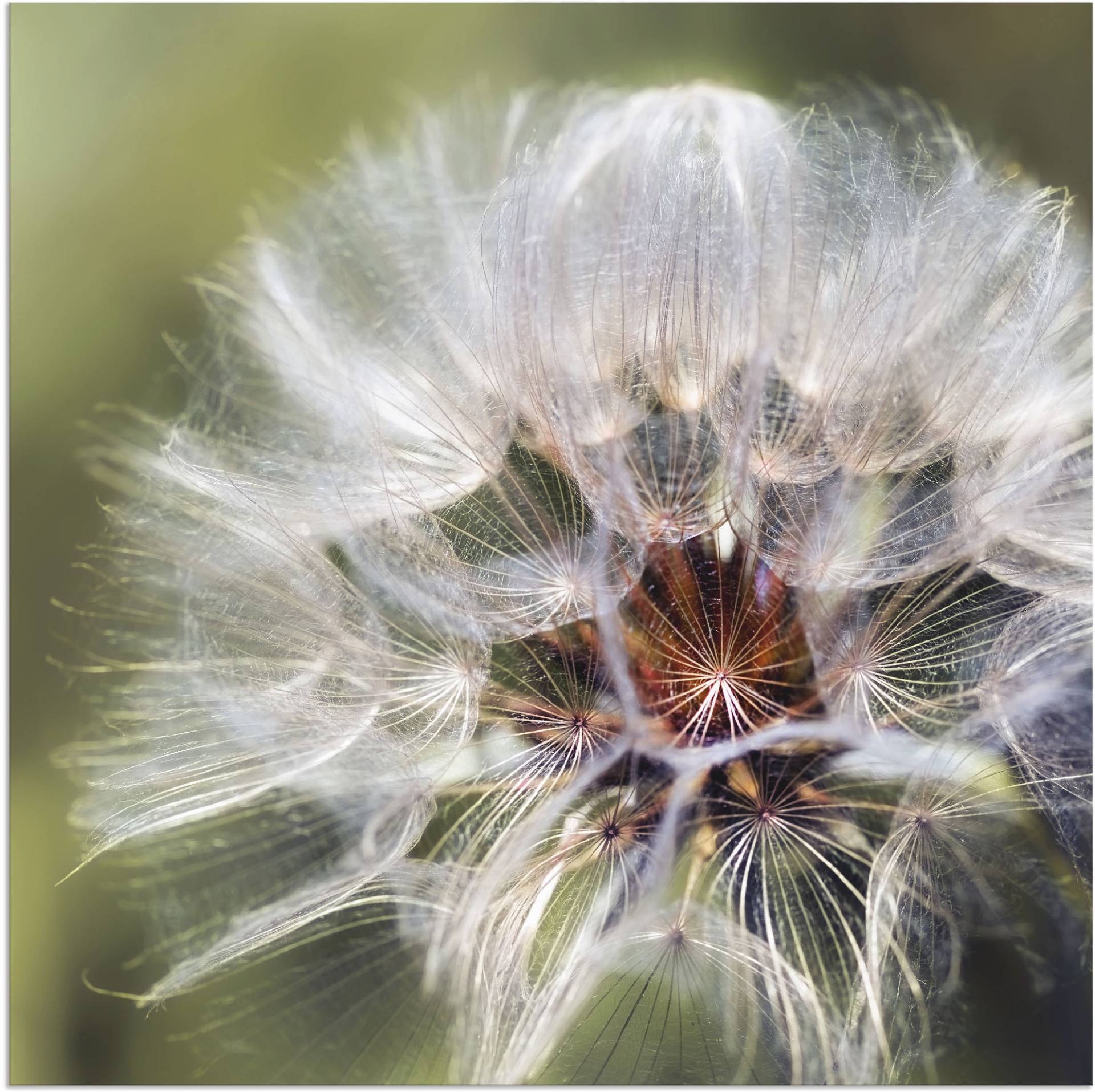 Artland Wandbild »Pusteblume II«, Blumen, (1 St.), als Alubild, Outdoorbild, Poster in verschied. Grössen von Artland