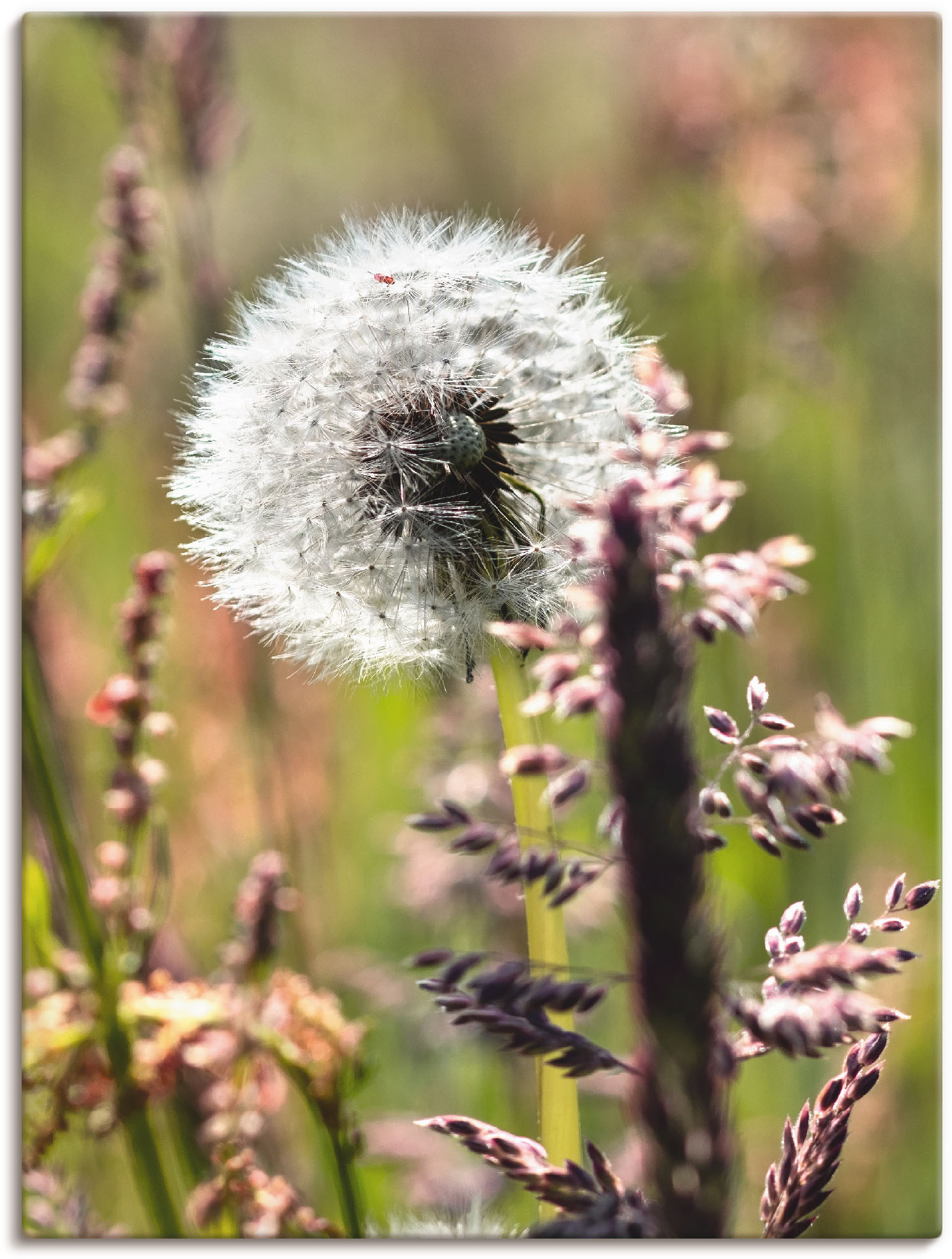 Artland Wandbild »Pusteblume III«, Blumen, (1 St.), als Leinwandbild, Poster in verschied. Grössen von Artland