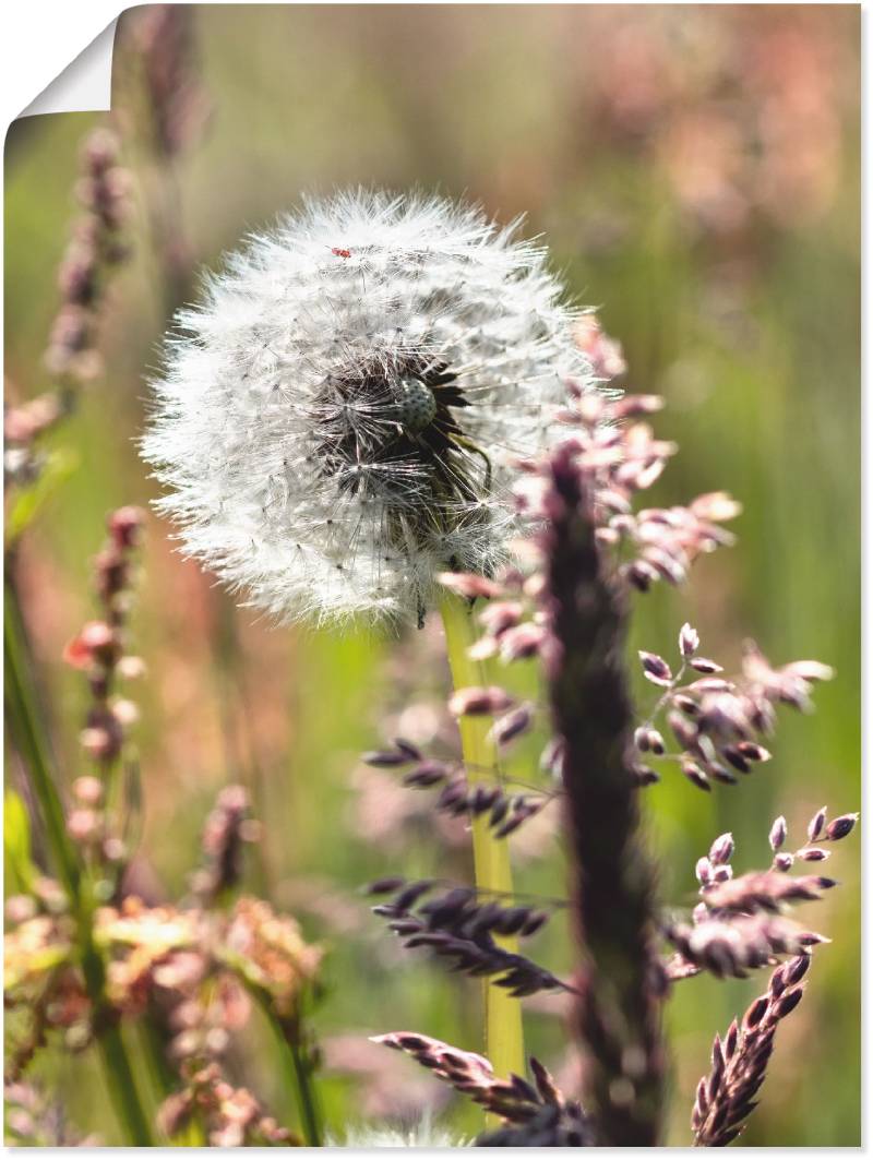 Artland Wandbild »Pusteblume III«, Blumen, (1 St.), als Leinwandbild, Poster in verschied. Grössen von Artland