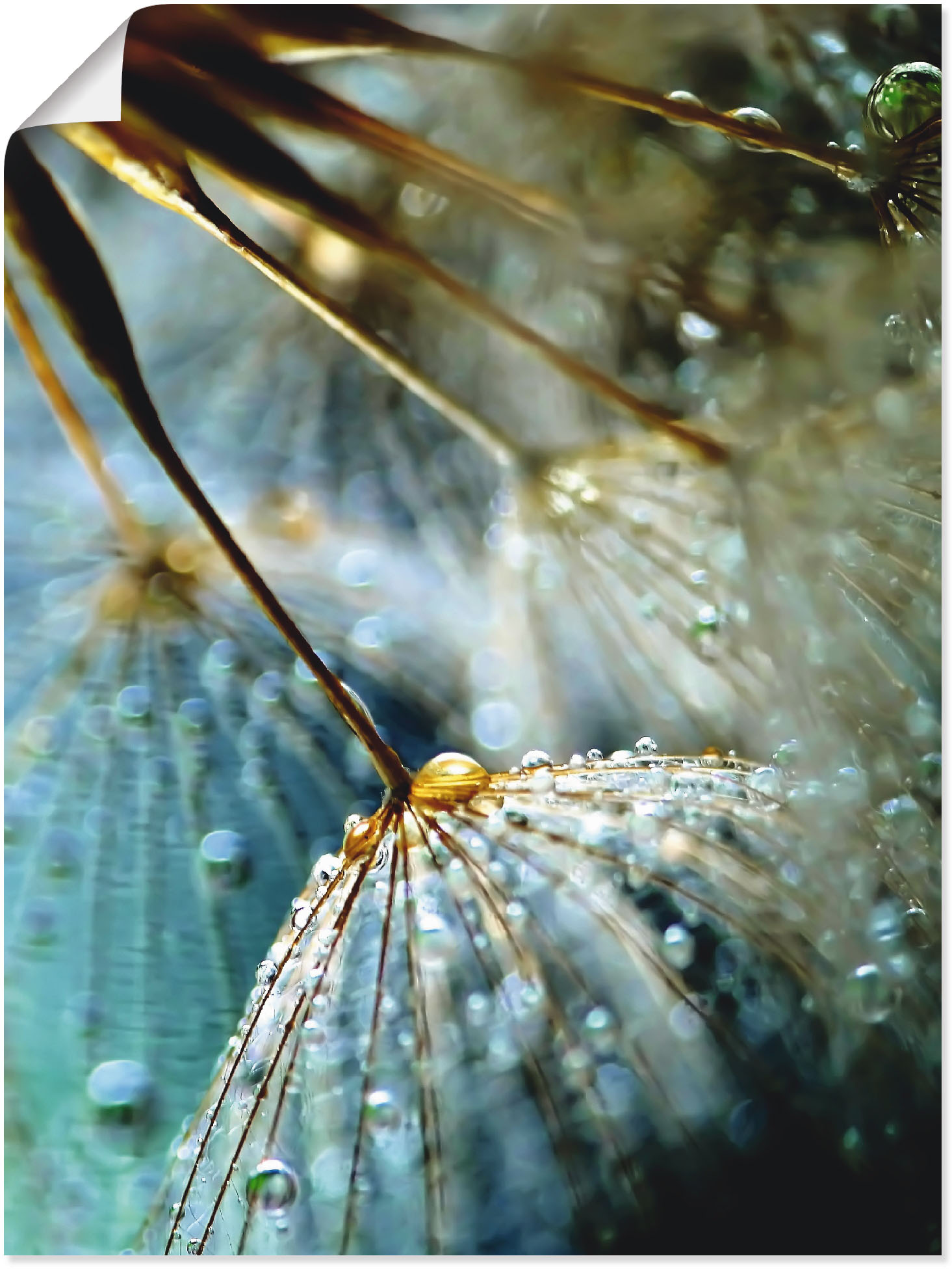 Artland Wandbild »Pusteblume Mystische Schönheit«, Blumen, (1 St.), als Alubild, Outdoorbild, Leinwandbild, Poster, Wandaufkleber von Artland