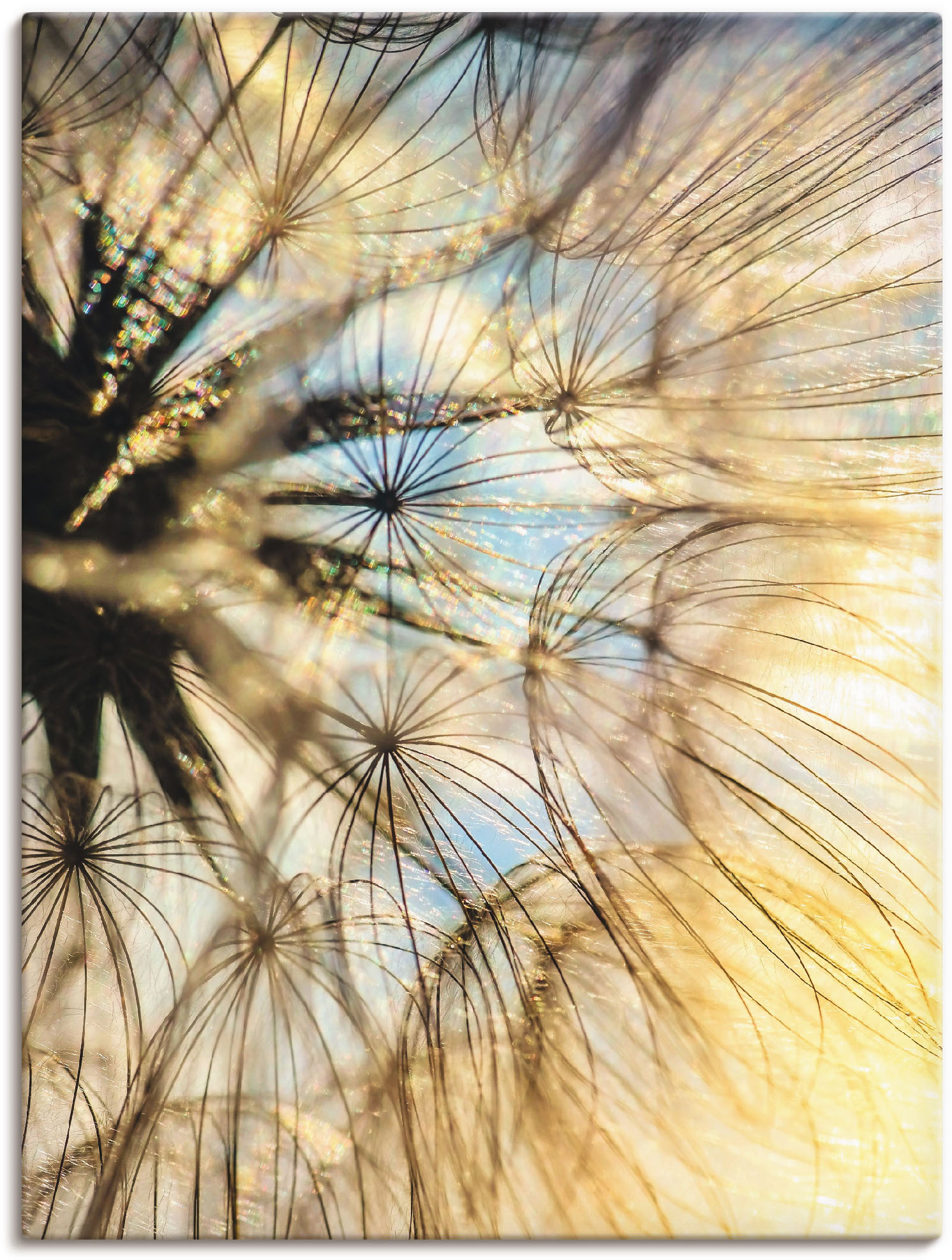 Artland Wandbild »Pusteblume Poesie«, Blumen, (1 St.), als Leinwandbild, Poster, Wandaufkleber in verschied. Grössen von Artland