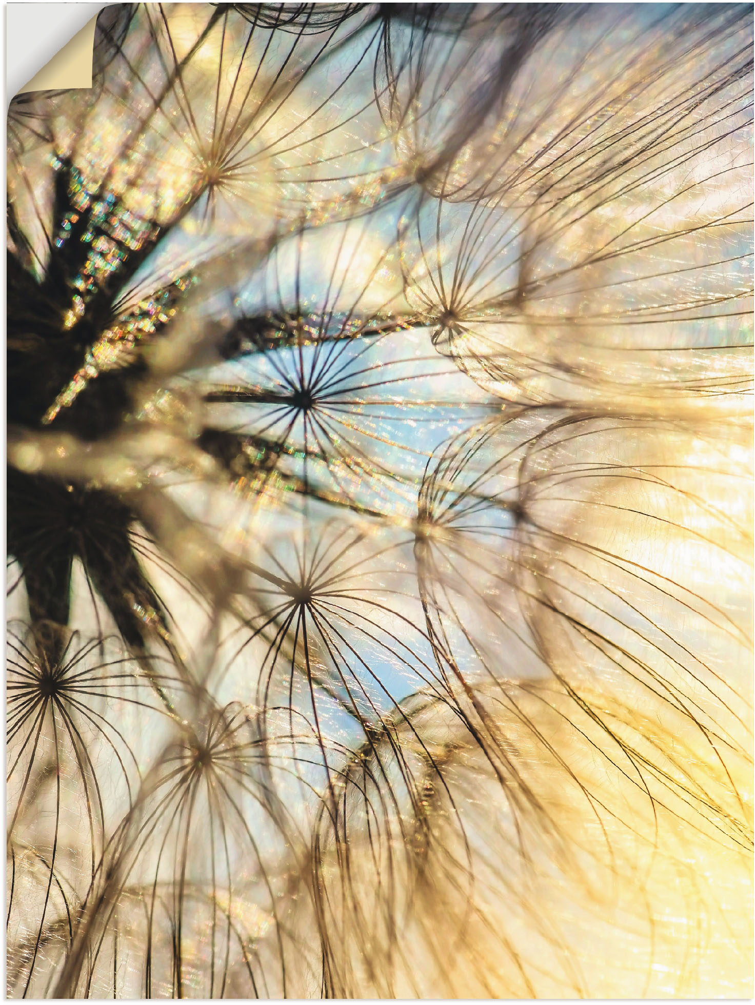 Artland Wandbild »Pusteblume Poesie«, Blumen, (1 St.), als Leinwandbild, Poster, Wandaufkleber in verschied. Grössen von Artland