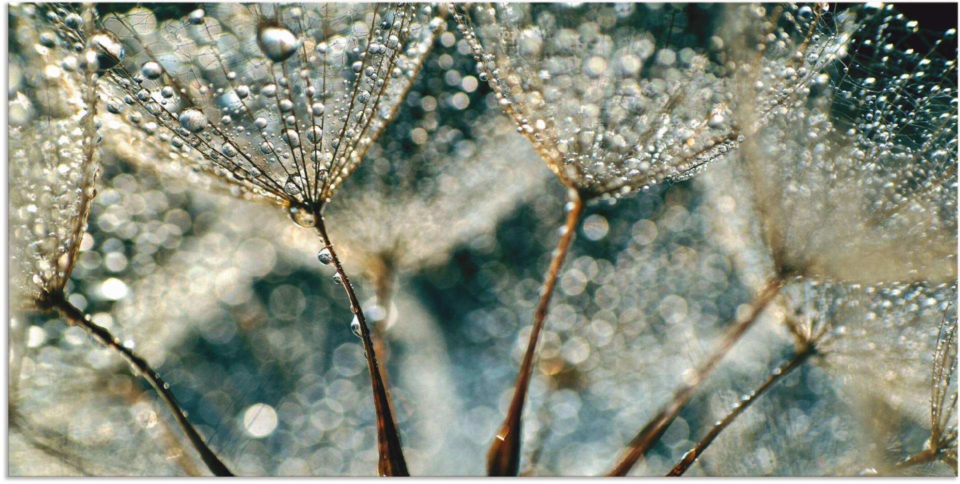 Artland Wandbild »Pusteblume Regenschauer«, Blumen, (1 St.), als Alubild, Outdoorbild, Leinwandbild, Poster, Wandaufkleber von Artland