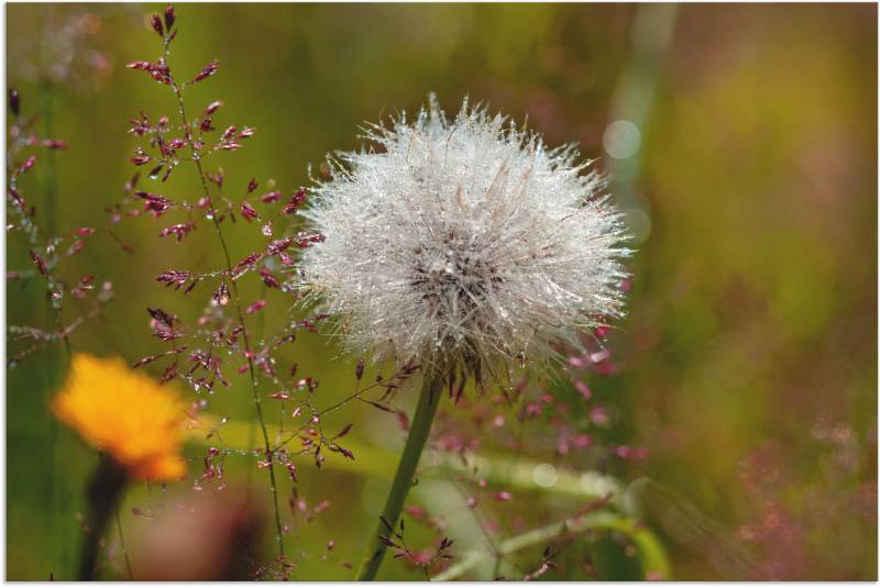 Artland Wandbild »Pusteblume im Blumenfeld«, Blumen, (1 St.), als Leinwandbild, Poster in verschied. Grössen von Artland