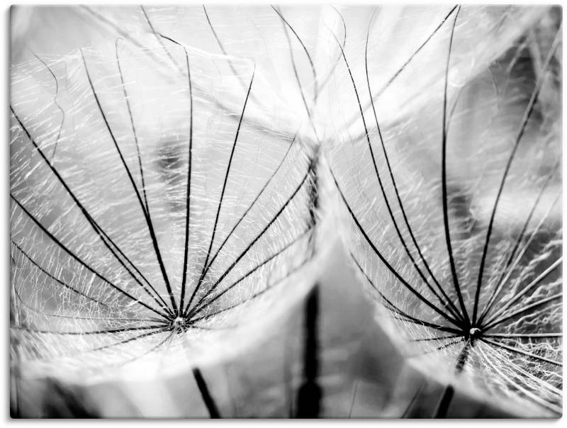 Artland Wandbild »Pusteblume in schwarzweiss«, Blumen, (1 St.), als Alubild, Outdoorbild, Leinwandbild, Poster, Wandaufkleber von Artland