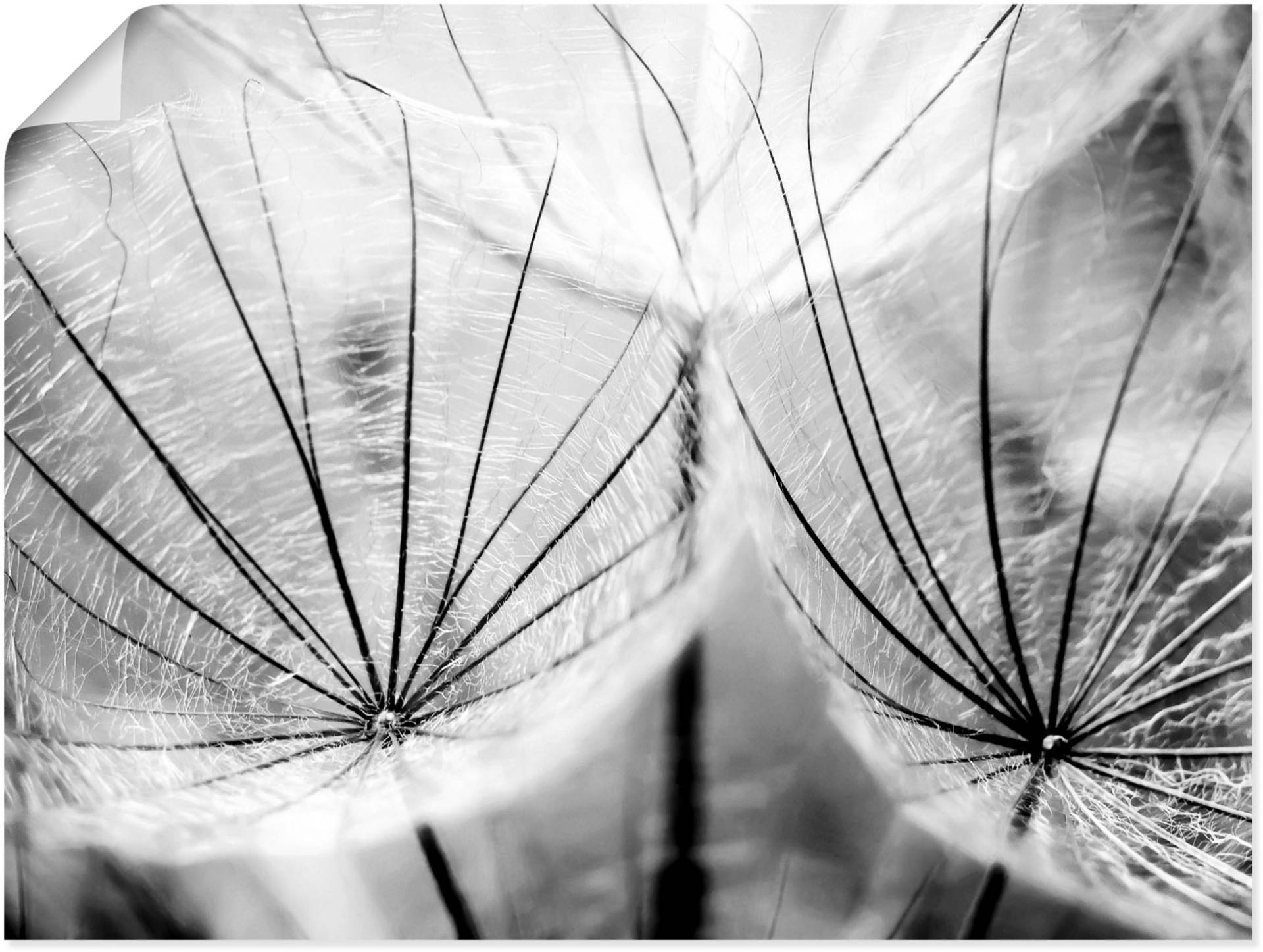 Artland Wandbild »Pusteblume in schwarzweiss«, Blumen, (1 St.), als Alubild, Outdoorbild, Leinwandbild, Poster, Wandaufkleber Artland Wandbild »Pusteblume in schwarzweiss«, Blumen, (1 St.), als Alubild, Outdoorbild, Leinwandbild, Poster, Wandaufkleber von Artland