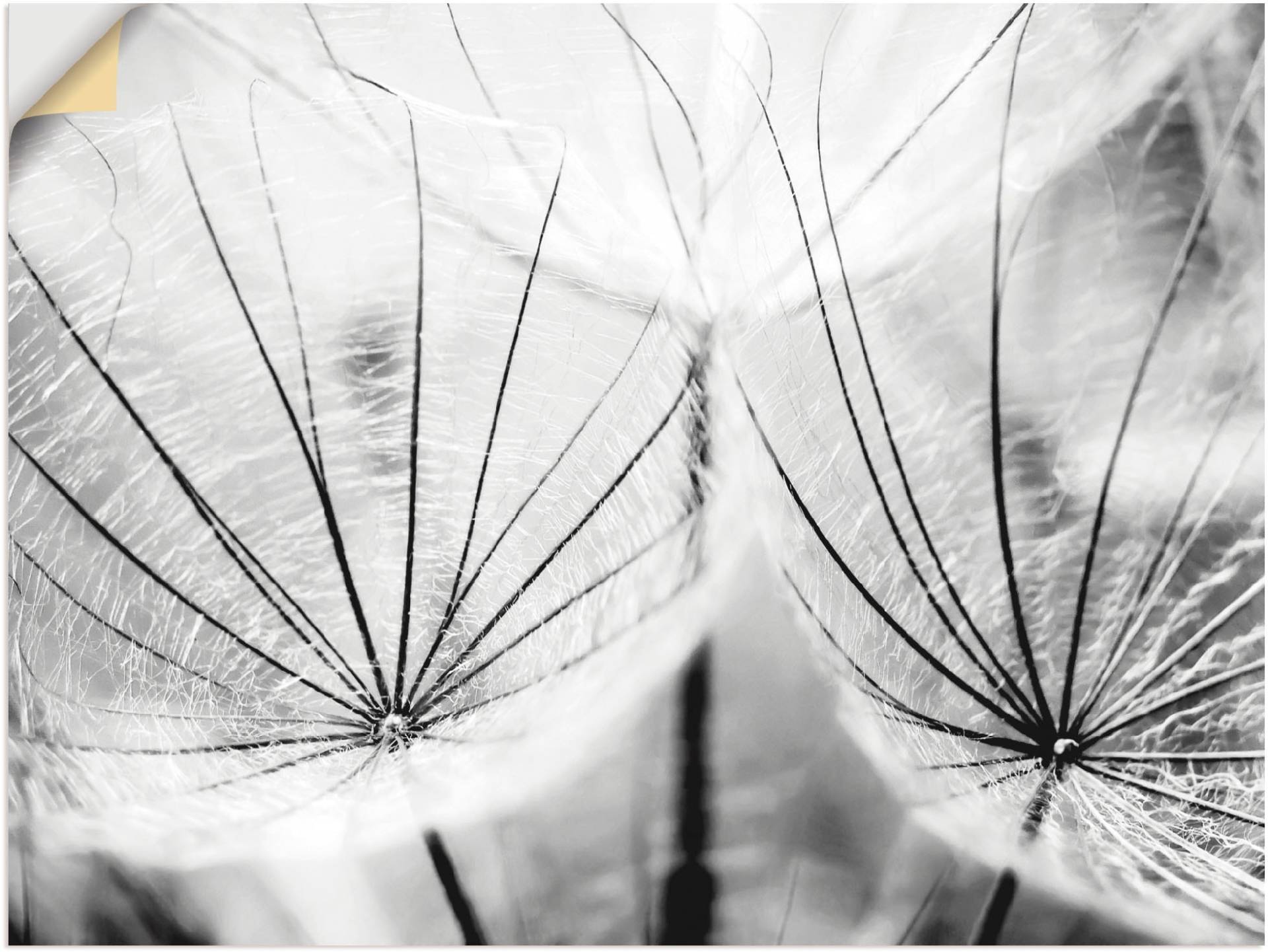 Artland Wandbild »Pusteblume in schwarzweiss«, Blumen, (1 St.), als Alubild, Outdoorbild, Leinwandbild, Poster, Wandaufkleber Artland Wandbild »Pusteblume in schwarzweiss«, Blumen, (1 St.), als Alubild, Outdoorbild, Leinwandbild, Poster, Wandaufkleber von Artland