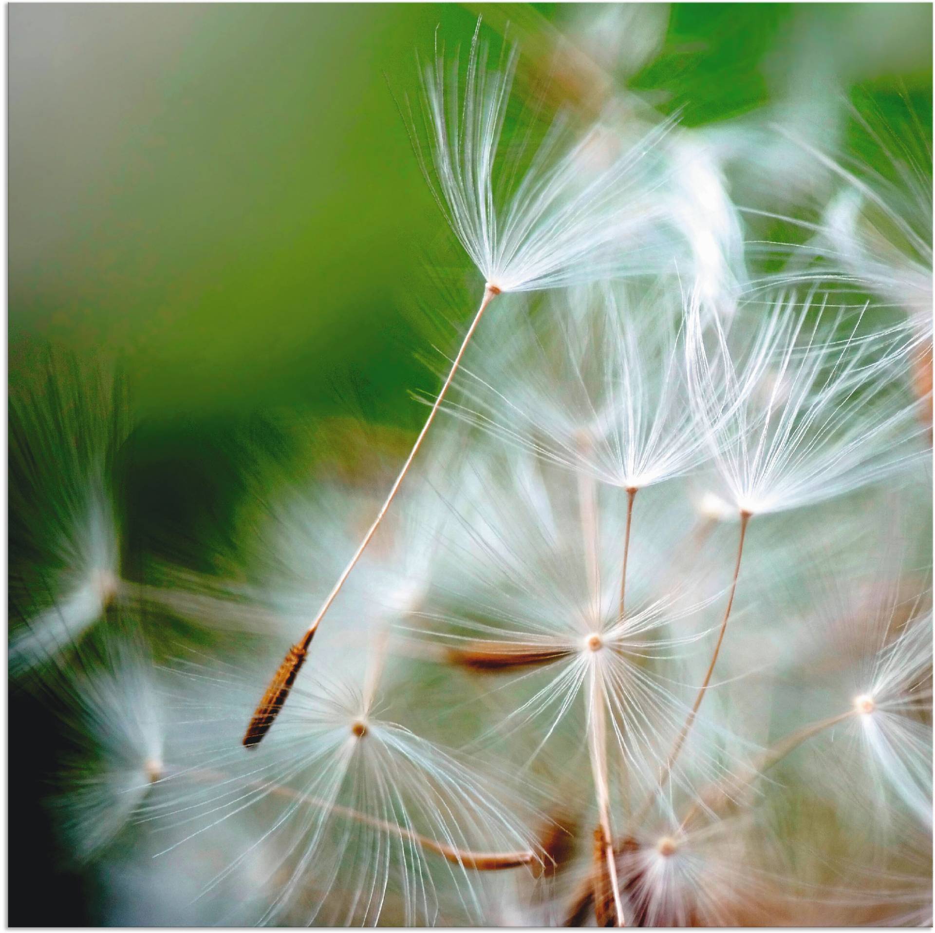 Artland Alu-Dibond-Druck »Pusteblume kuschelweich«, Blumen, (1 St.), für Innen- und Aussenbereich geeignet, Outdoorbild von Artland