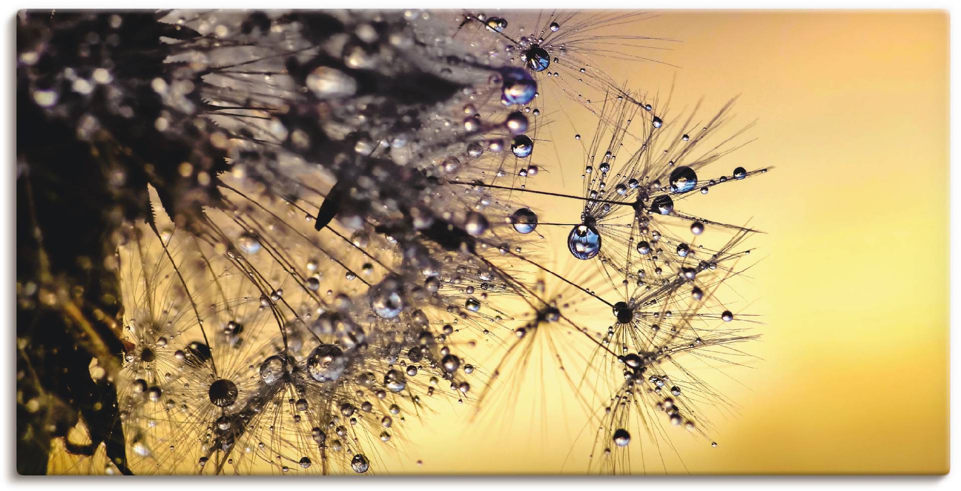 Artland Wandbild »Pusteblume mit Tautropfen benetzt«, Blumen, (1 St.), als Leinwandbild, Poster in verschied. Grössen Artland Wandbild »Pusteblume mit Tautropfen benetzt«, Blumen, (1 St.), als Leinwandbild, Poster in verschied. Grössen von Artland