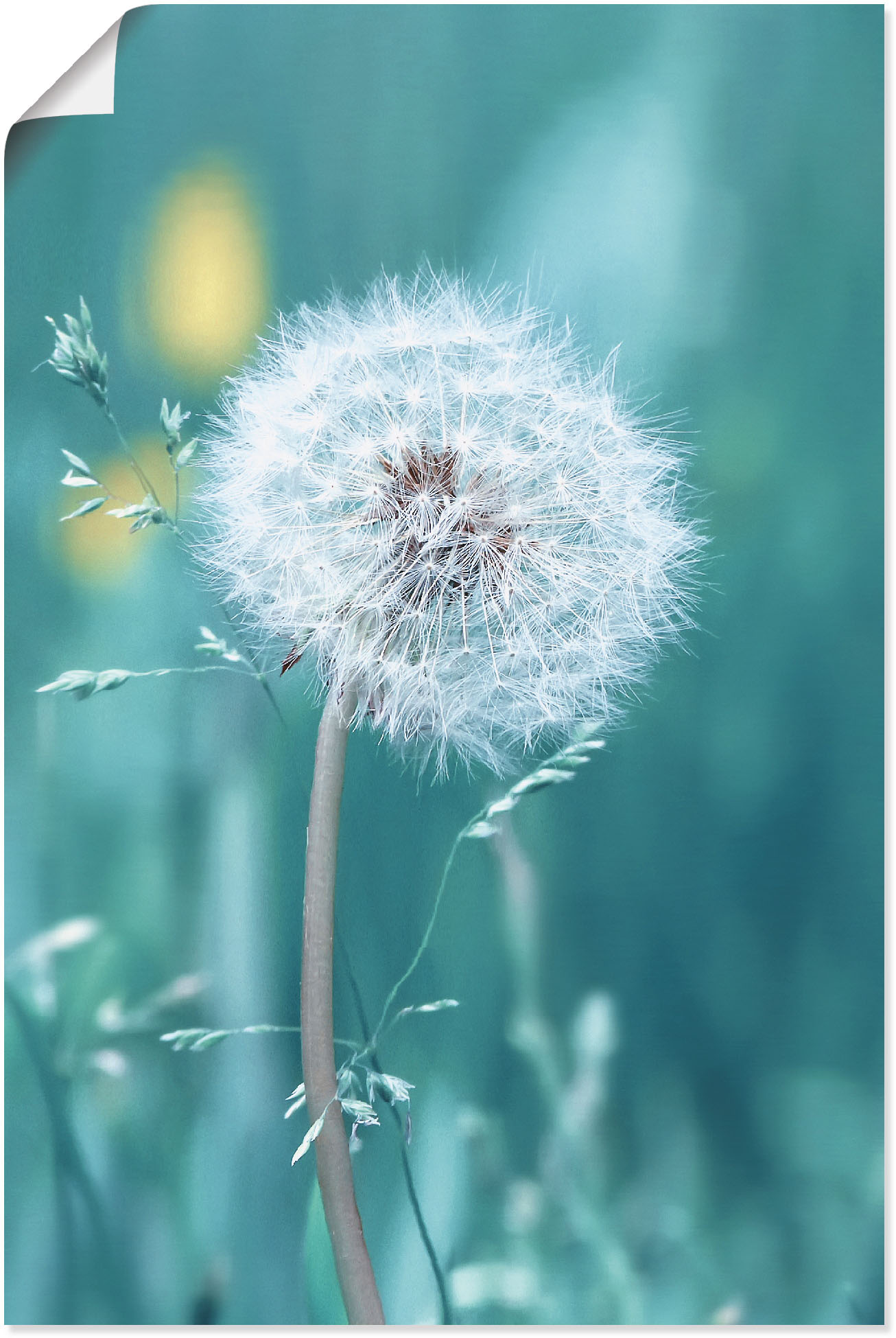 Artland Wandbild »Pusteblume«, Blumen, (1 St.), als Leinwandbild, Poster, Wandaufkleber in verschied. Grössen von Artland