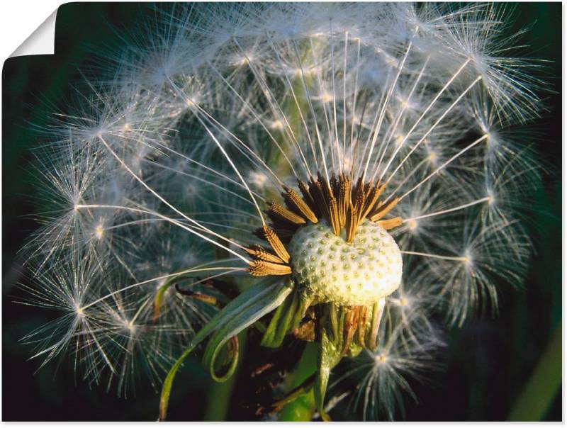 Artland Poster »Pusteblume«, Blumen, (1 St.), als Alubild, Leinwandbild, Wandaufkleber oder Poster in versch. Grössen von Artland