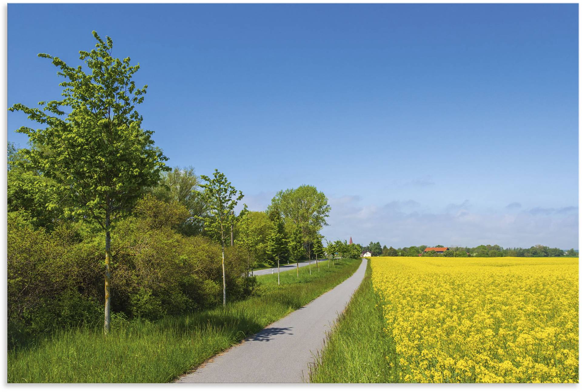 Artland Wandbild »Rapsfeld, Radweg, Strasse bei Parkentin«, Felder, (1 St.), als Alubild, Leinwandbild, Wandaufkleber oder Poster in versch. Grössen von Artland