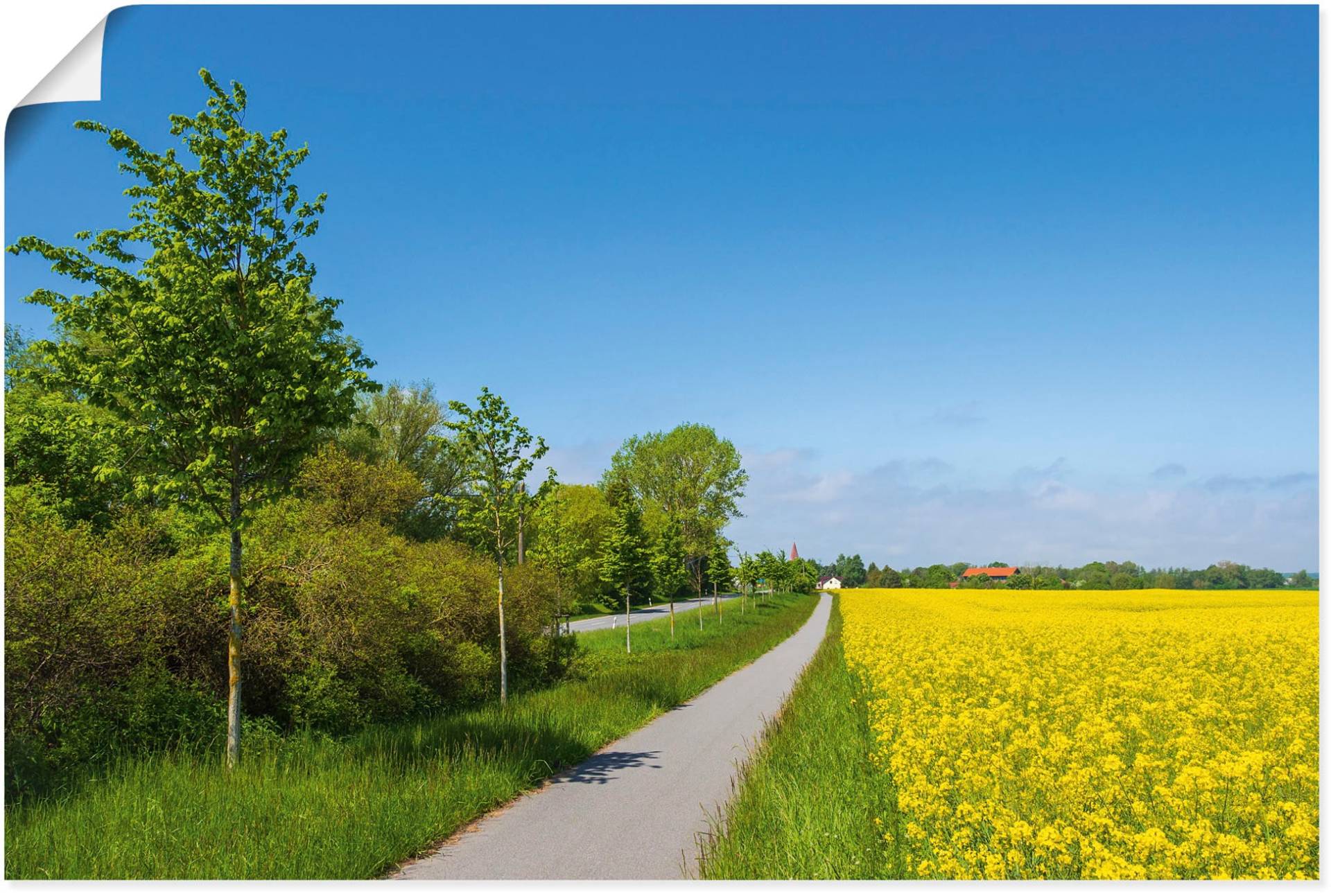 Artland Wandbild »Rapsfeld, Radweg, Strasse bei Parkentin«, Felder, (1 St.), als Alubild, Leinwandbild, Wandaufkleber oder Poster in versch. Grössen von Artland