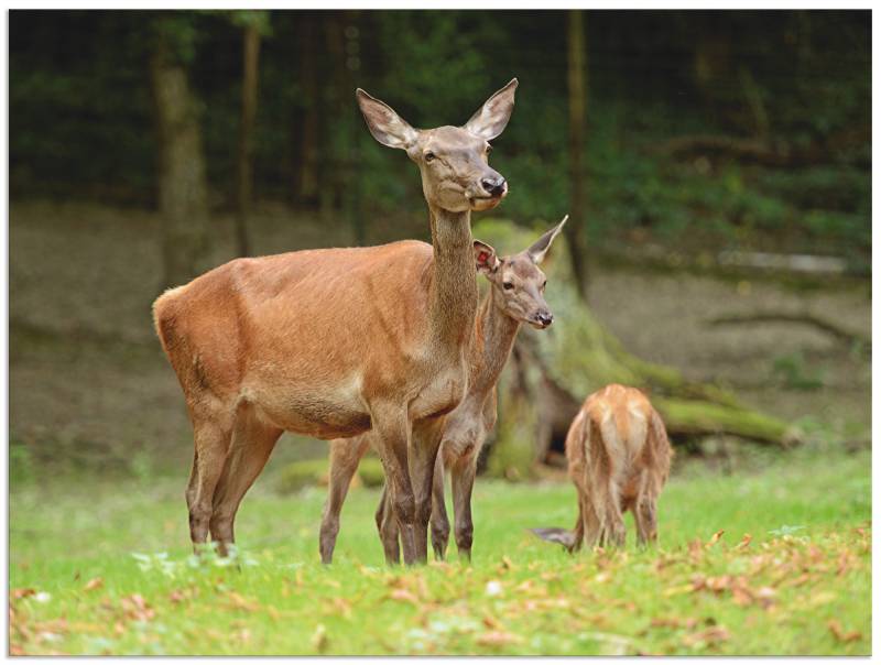 Artland Wandbild »Rehe«, Wildtiere, (1 St.), als Alubild, Leinwandbild, Wandaufkleber oder Poster in versch. Grössen von Artland