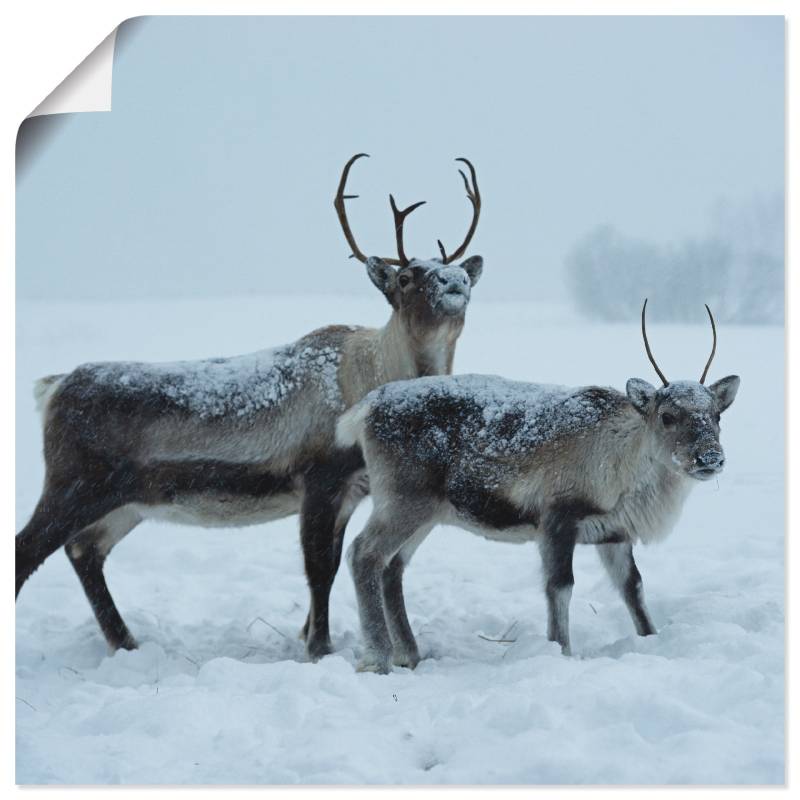 Artland Wandbild »Rentier«, Wildtiere, (1 St.), als Leinwandbild, Wandaufkleber oder Poster in versch. Grössen von Artland