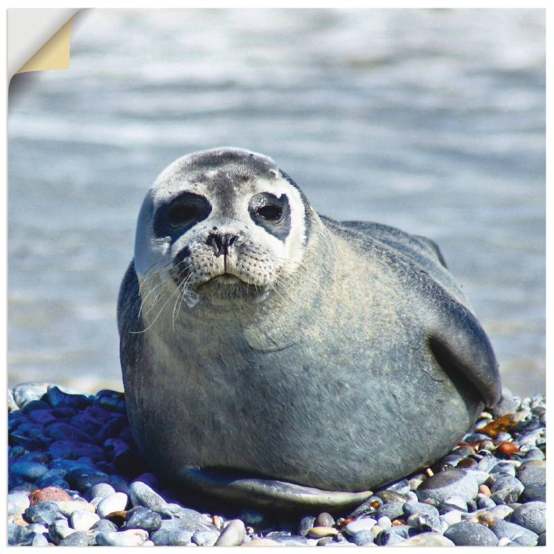 Artland Wandbild »Robbe am Strand von Helgoland«, Wassertiere, (1 St.), als Wandaufkleber in verschied. Grössen von Artland