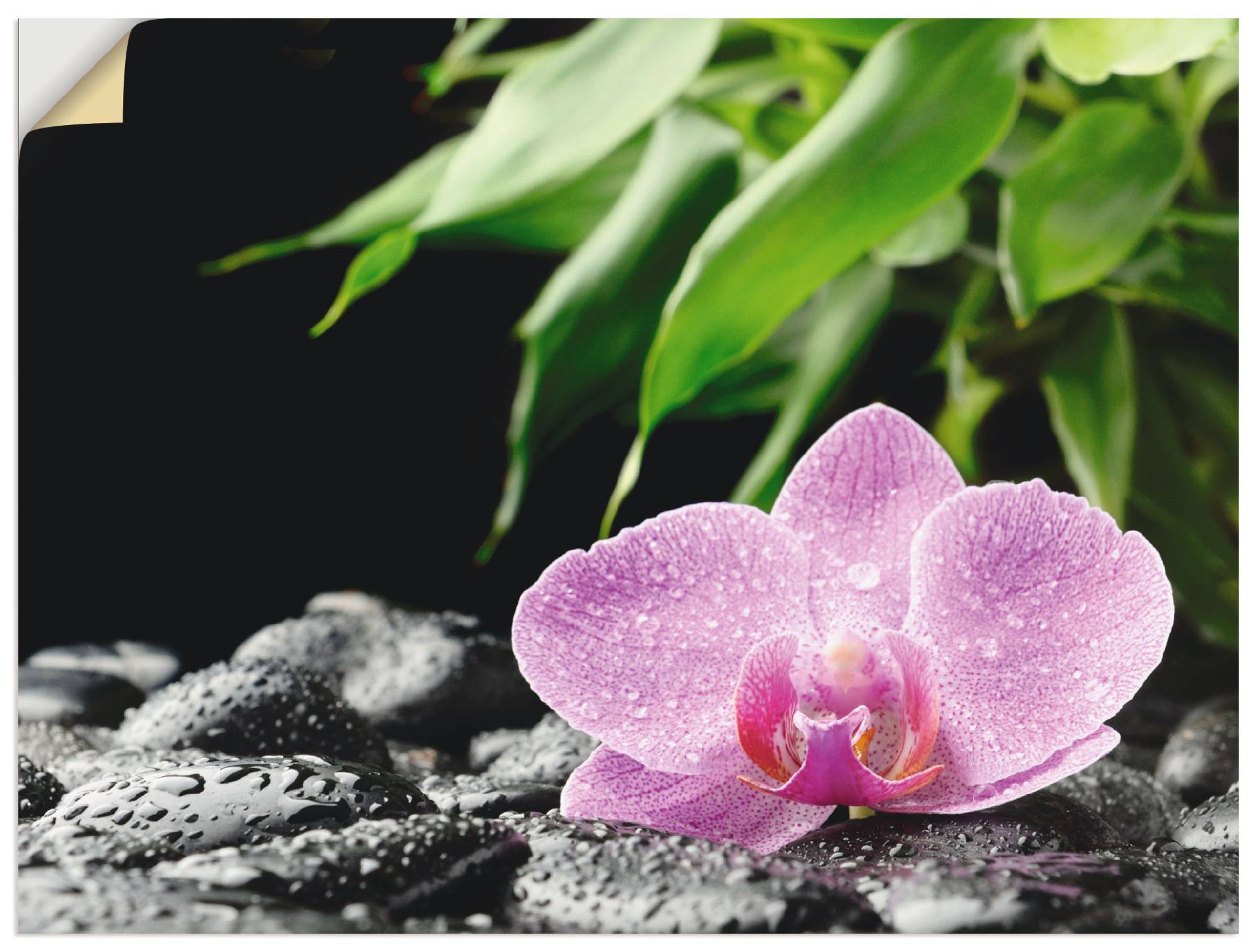 Artland Wandbild »Rosa Orchidee auf schwarzen Zen Steinen«, Blumen, (1 St.), als Leinwandbild, Poster in verschied. Grössen von Artland