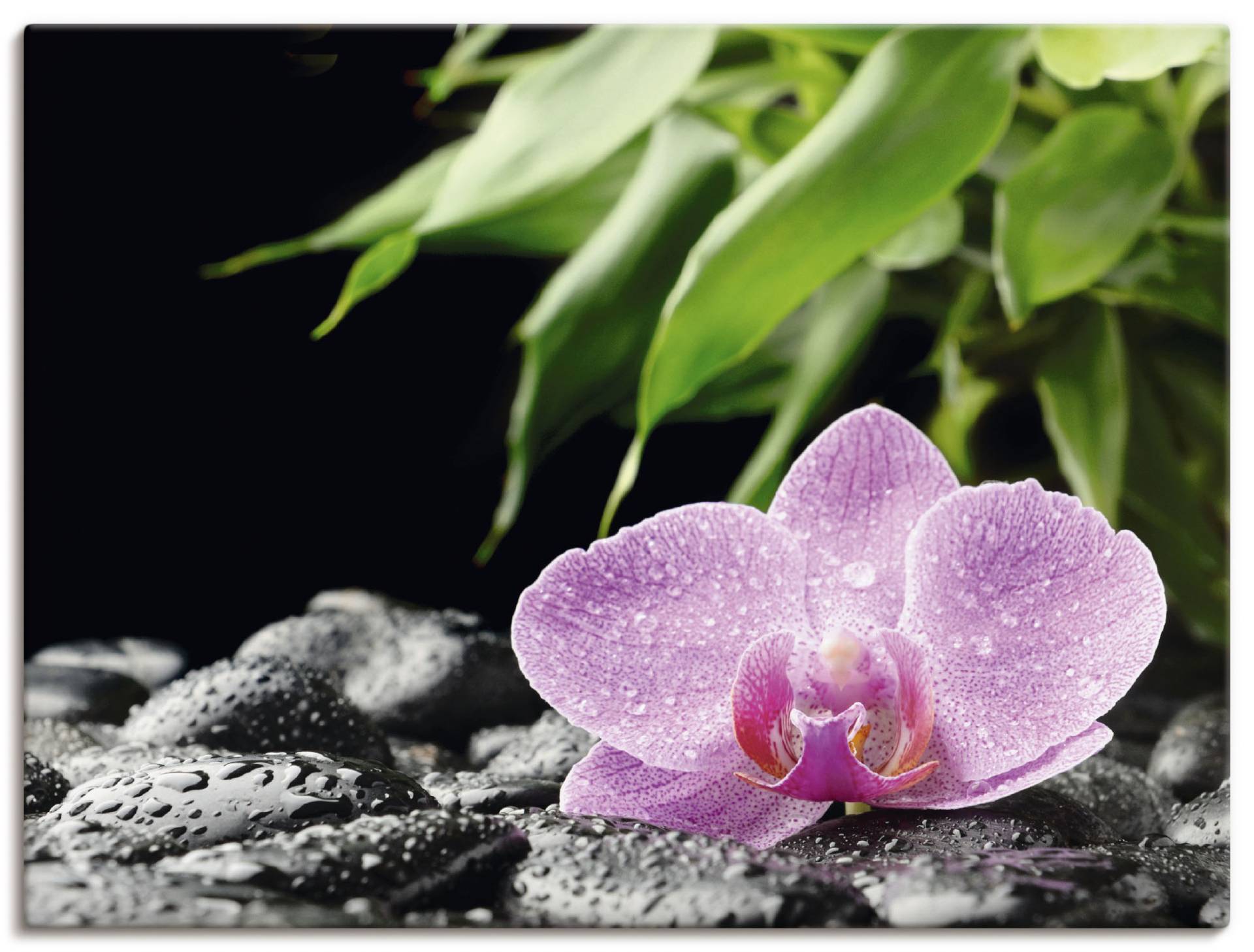 Artland Wandbild »Rosa Orchidee auf schwarzen Zen Steinen«, Blumen, (1 St.), als Leinwandbild, Poster in verschied. Grössen Artland Wandbild »Rosa Orchidee auf schwarzen Zen Steinen«, Blumen, (1 St.), als Leinwandbild, Poster in verschied. Grössen von Artland