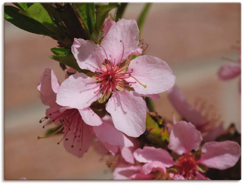 Artland Leinwandbild »Rosafarbene Pfirsichblüten«, Blumen, (1 St.), auf Keilrahmen gespannt von Artland