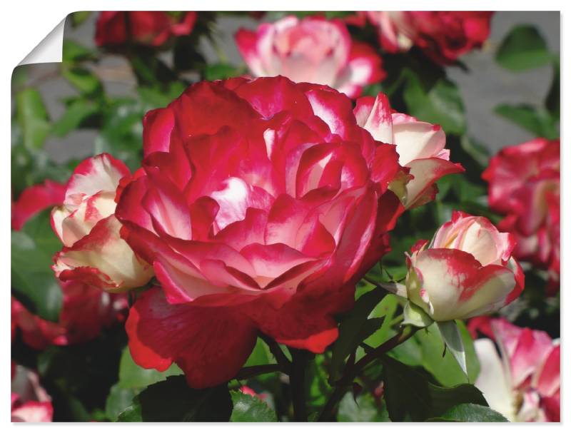 Artland Wandbild »Rot weisse Rosenblüte«, Blumen, (1 St.), als Poster, Wandaufkleber in verschied. Grössen von Artland