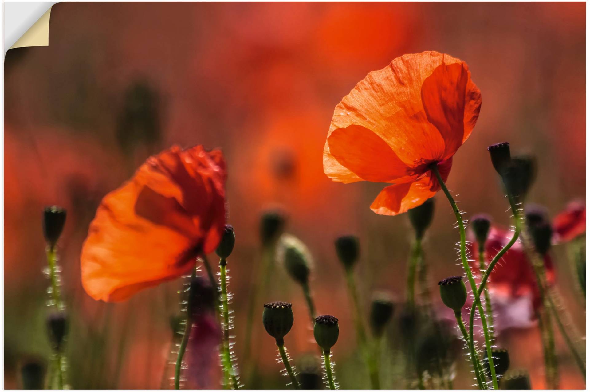 Artland Wandbild »Rote Mohnblumen in der Provence«, Blumenbilder, (1 St.), als Leinwandbild, Poster in verschied. Grössen von Artland