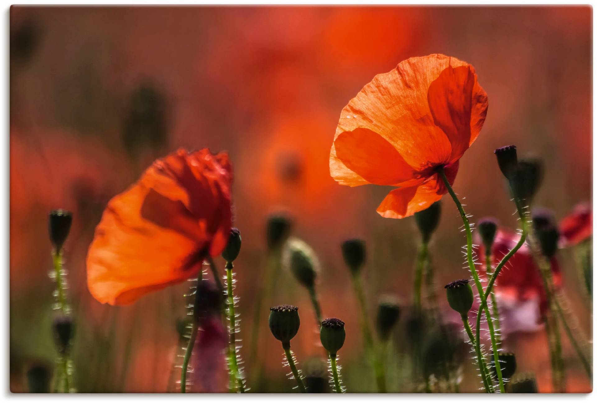 Artland Wandbild »Rote Mohnblumen in der Provence«, Blumenbilder, (1 St.), als Leinwandbild, Poster in verschied. Grössen von Artland