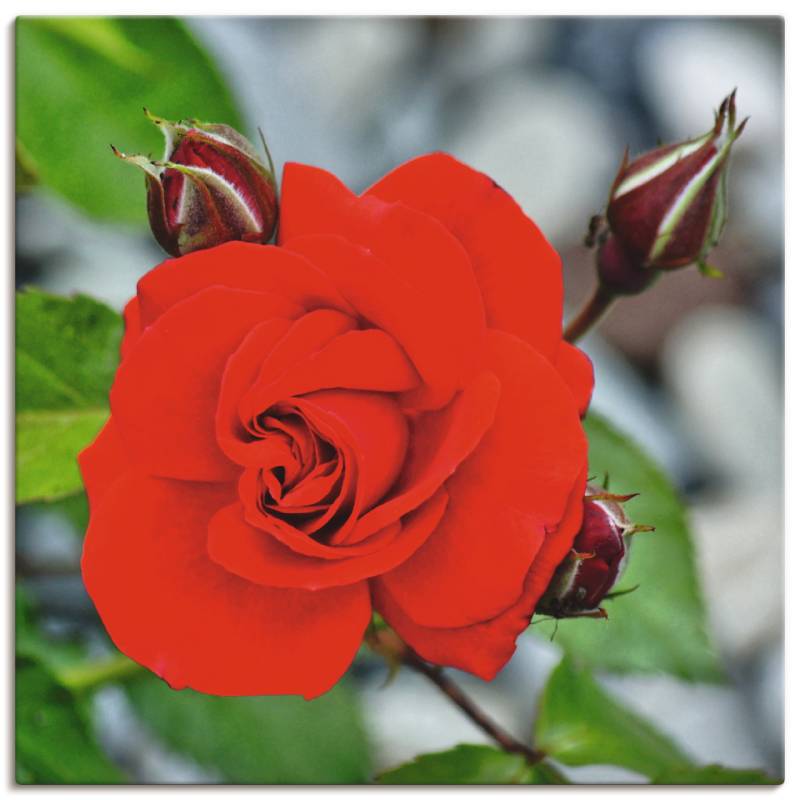 Artland Wandbild »Rote Rosenblüte mit Knospen«, Blumen, (1 St.), als Leinwandbild, Wandaufkleber in verschied. Grössen von Artland