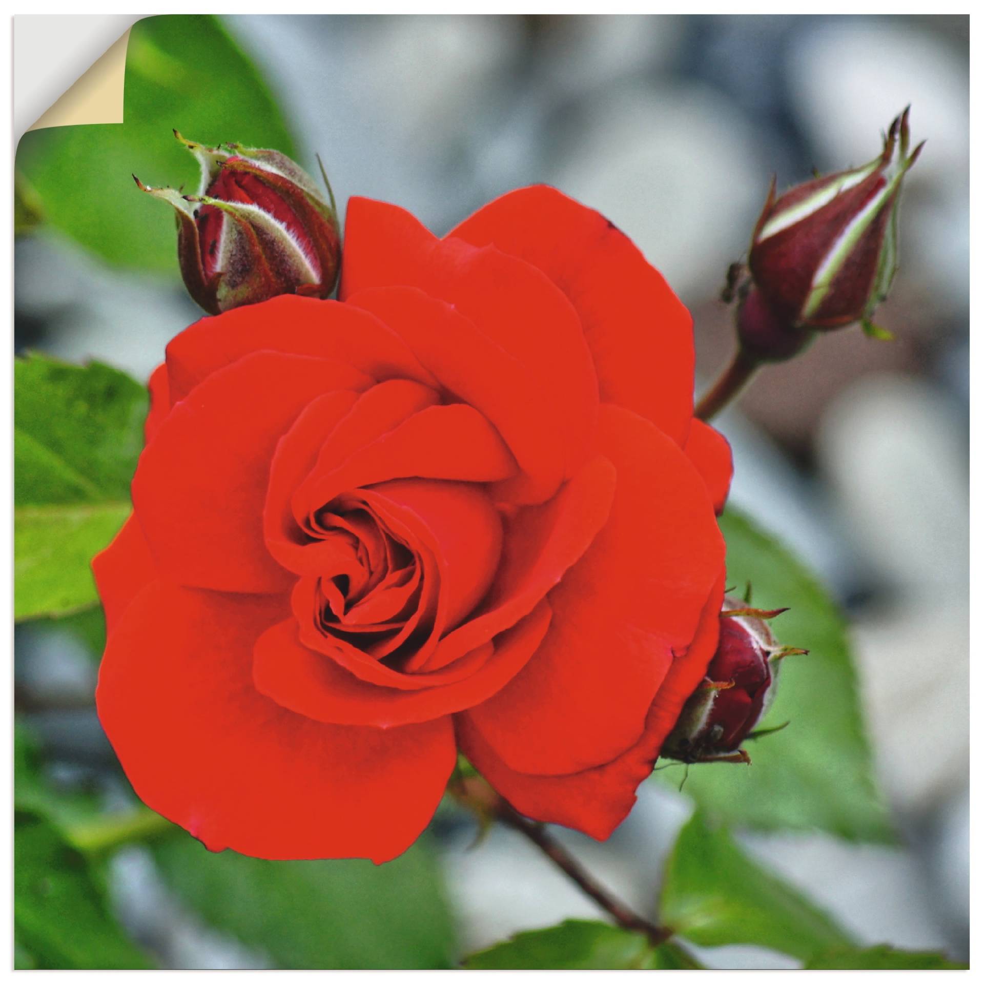 Artland Wandbild »Rote Rosenblüte mit Knospen«, Blumen, (1 St.), als Leinwandbild, Wandaufkleber in verschied. Grössen von Artland