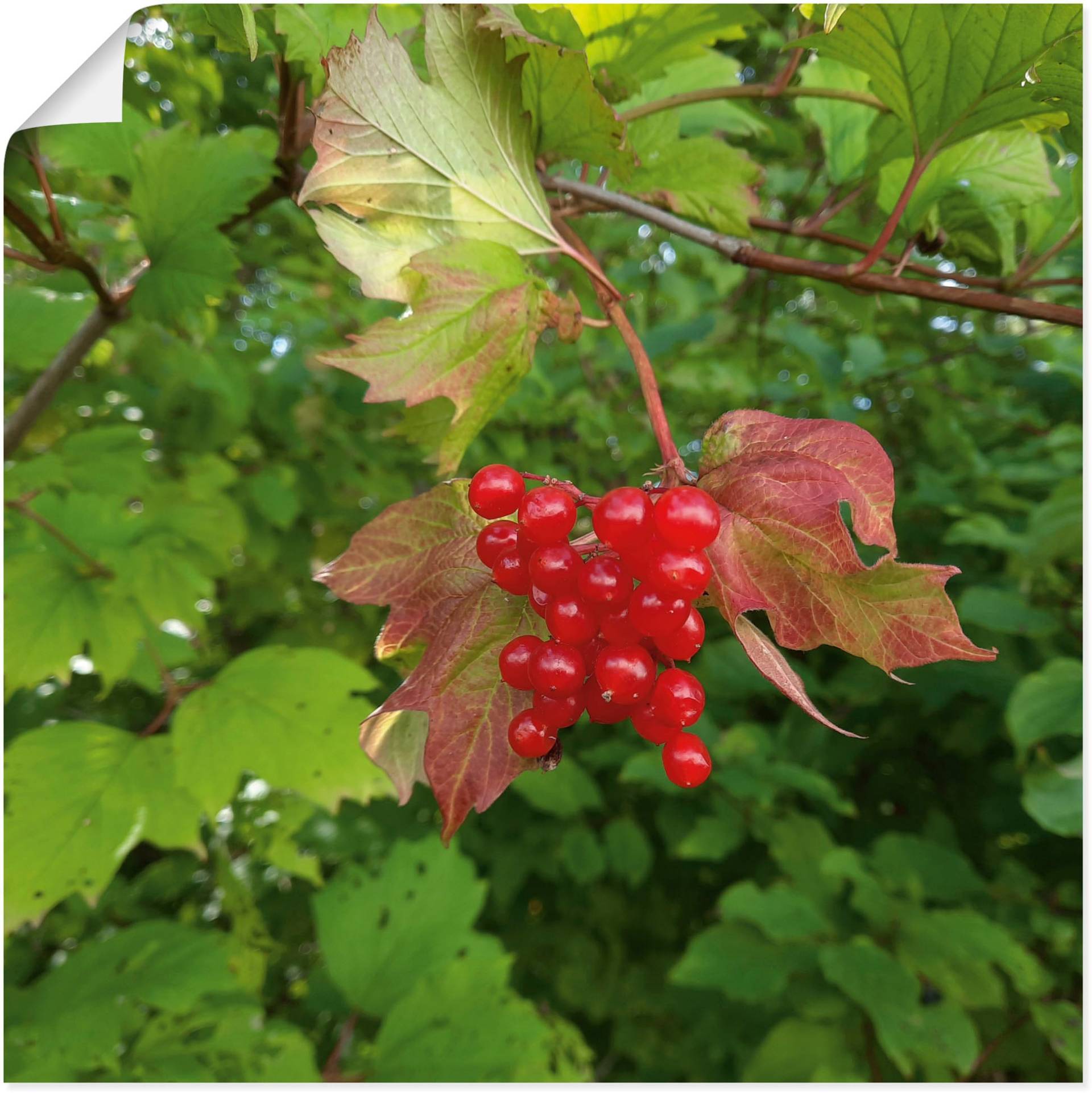 Artland Wandbild »Rote Wildbeeren«, Blätterbilder, (1 St.), als Alubild, Leinwandbild, Wandaufkleber oder Poster in versch. Grössen von Artland