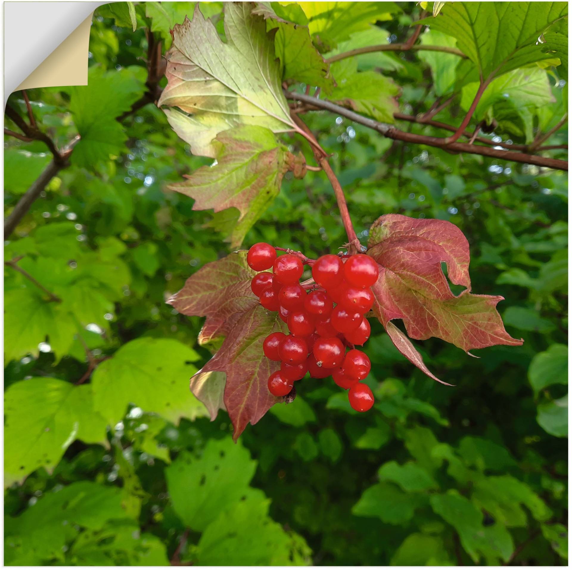 Artland Wandbild »Rote Wildbeeren«, Blätterbilder, (1 St.), als Alubild, Leinwandbild, Wandaufkleber oder Poster in versch. Grössen von Artland