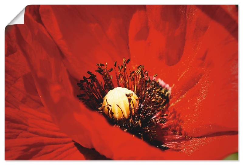 Artland Wandbild »Roter Mohn«, Blumen, (1 St.), als Alubild, Leinwandbild, Wandaufkleber oder Poster in versch. Grössen von Artland