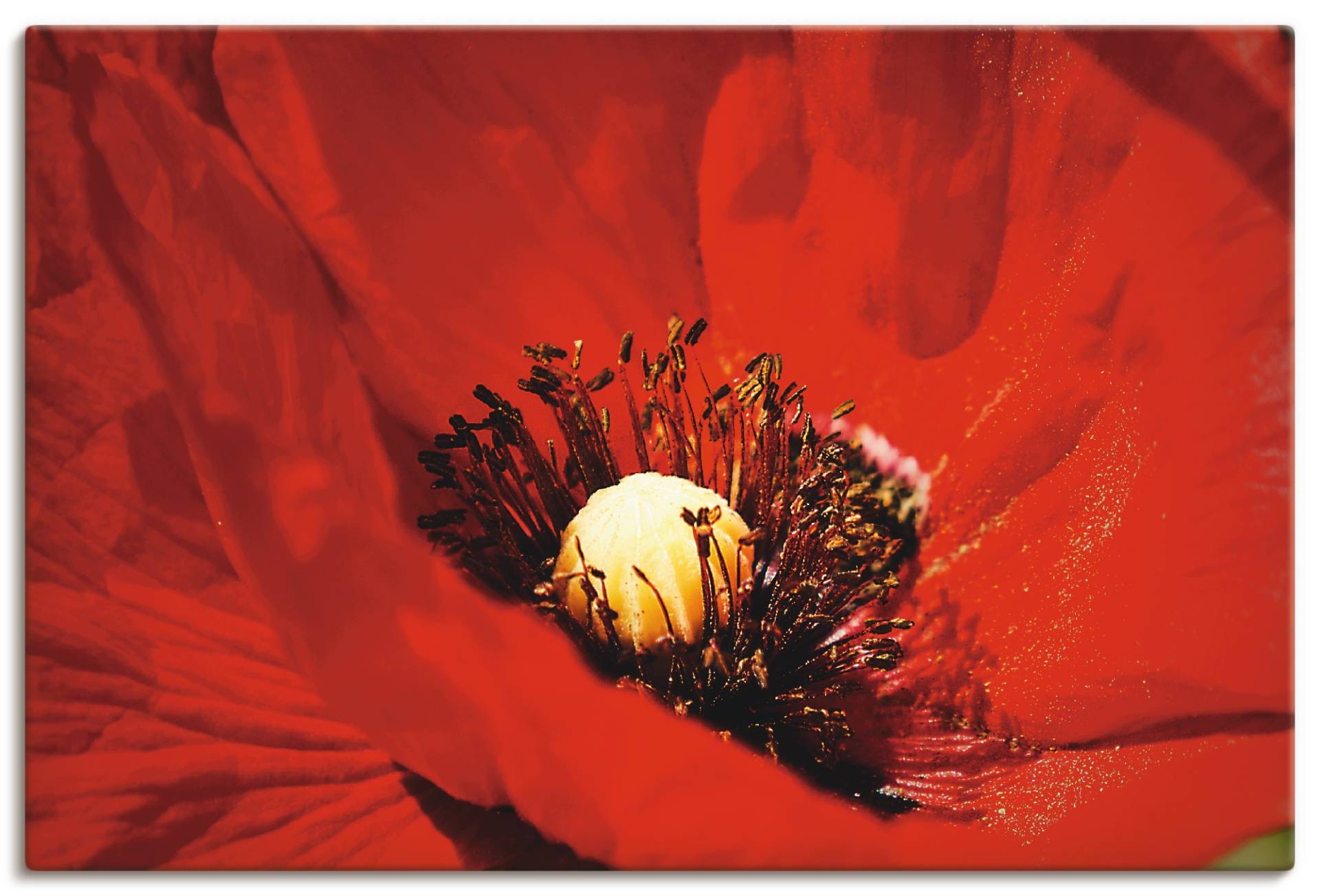 Artland Wandbild »Roter Mohn«, Blumen, (1 St.), als Alubild, Leinwandbild, Wandaufkleber oder Poster in versch. Grössen von Artland