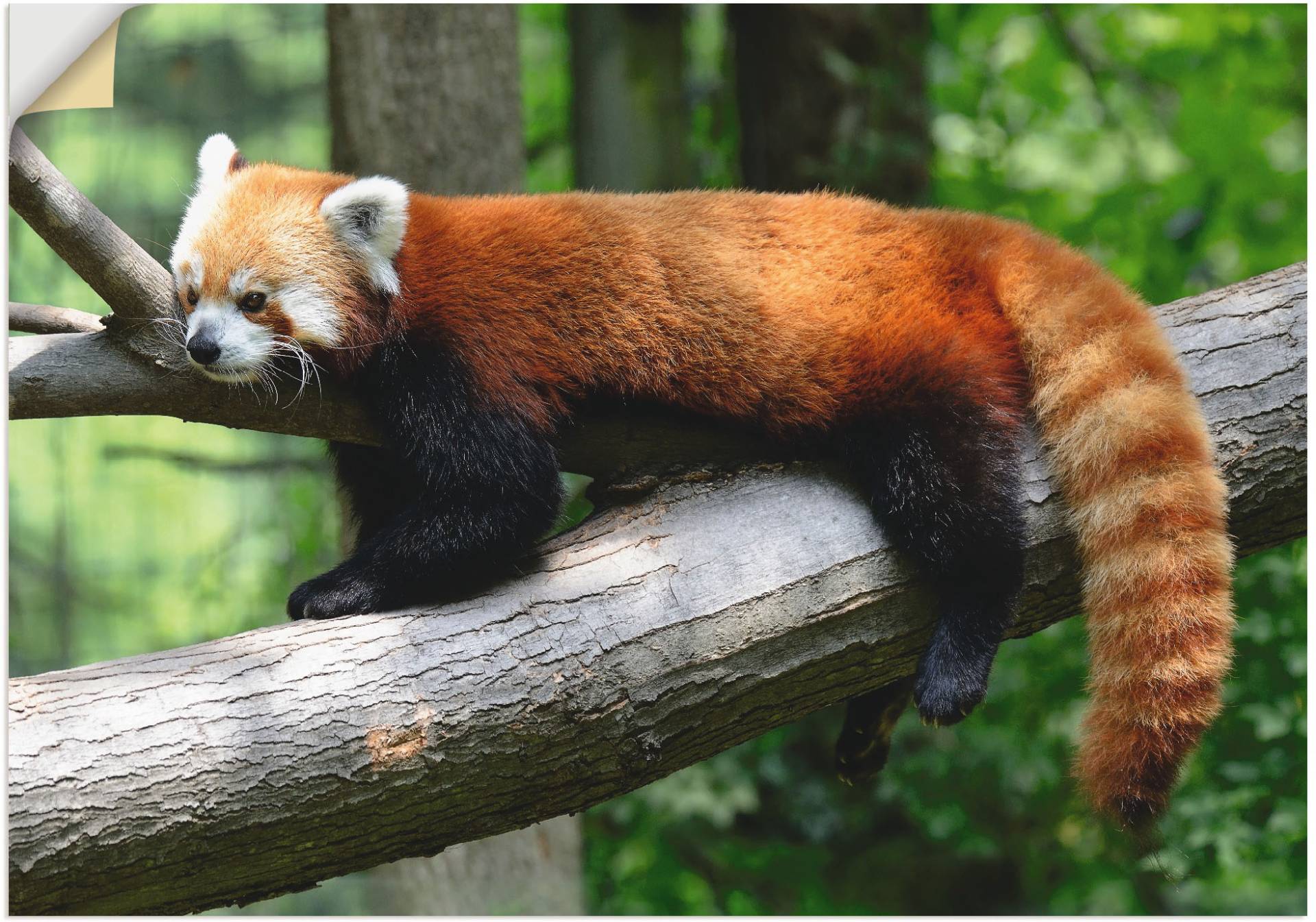 Artland Wandbild »Roter Panda«, Wildtiere, (1 St.), als Poster, Wandaufkleber in verschied. Grössen von Artland