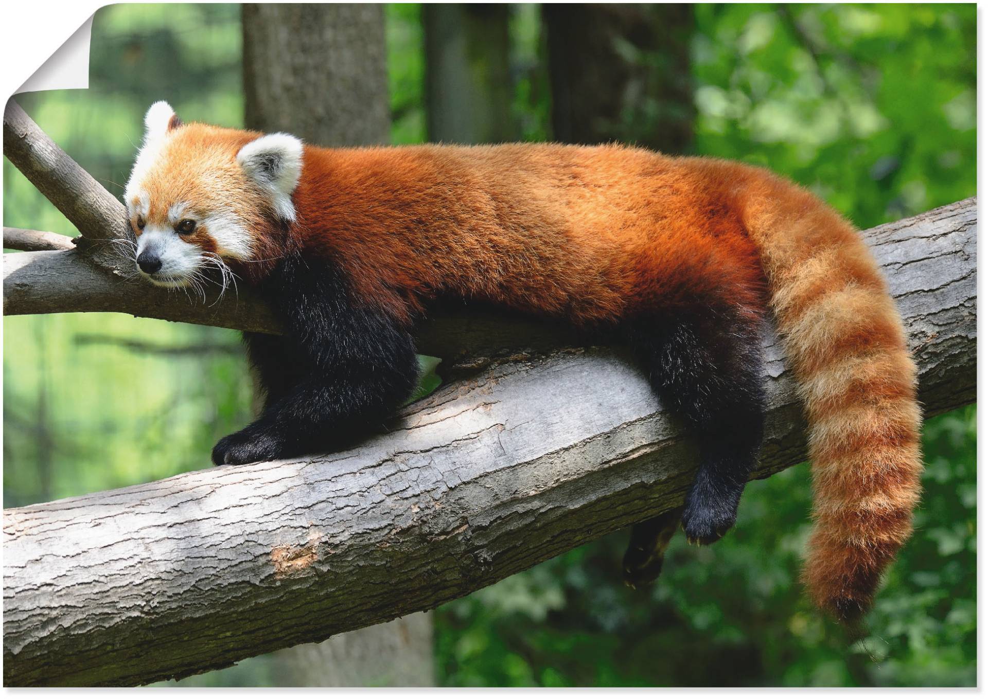 Artland Wandbild »Roter Panda«, Wildtiere, (1 St.), als Poster, Wandaufkleber in verschied. Grössen von Artland