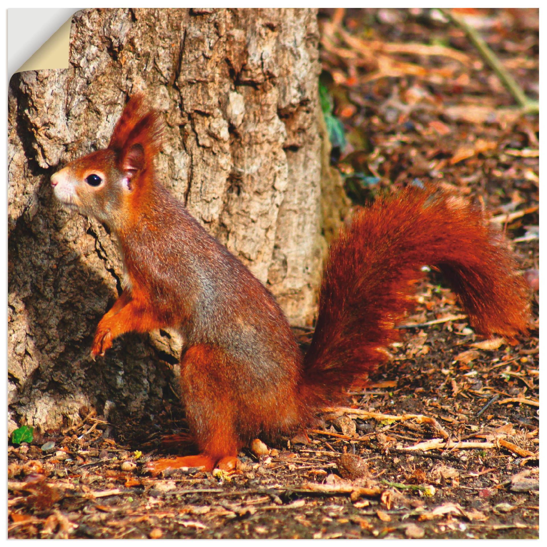 Artland Wandbild »Rotes Eichhörnchen will hoch hinaus«, Wildtiere, (1 St.), als Poster, Wandaufkleber in verschied. Grössen von Artland