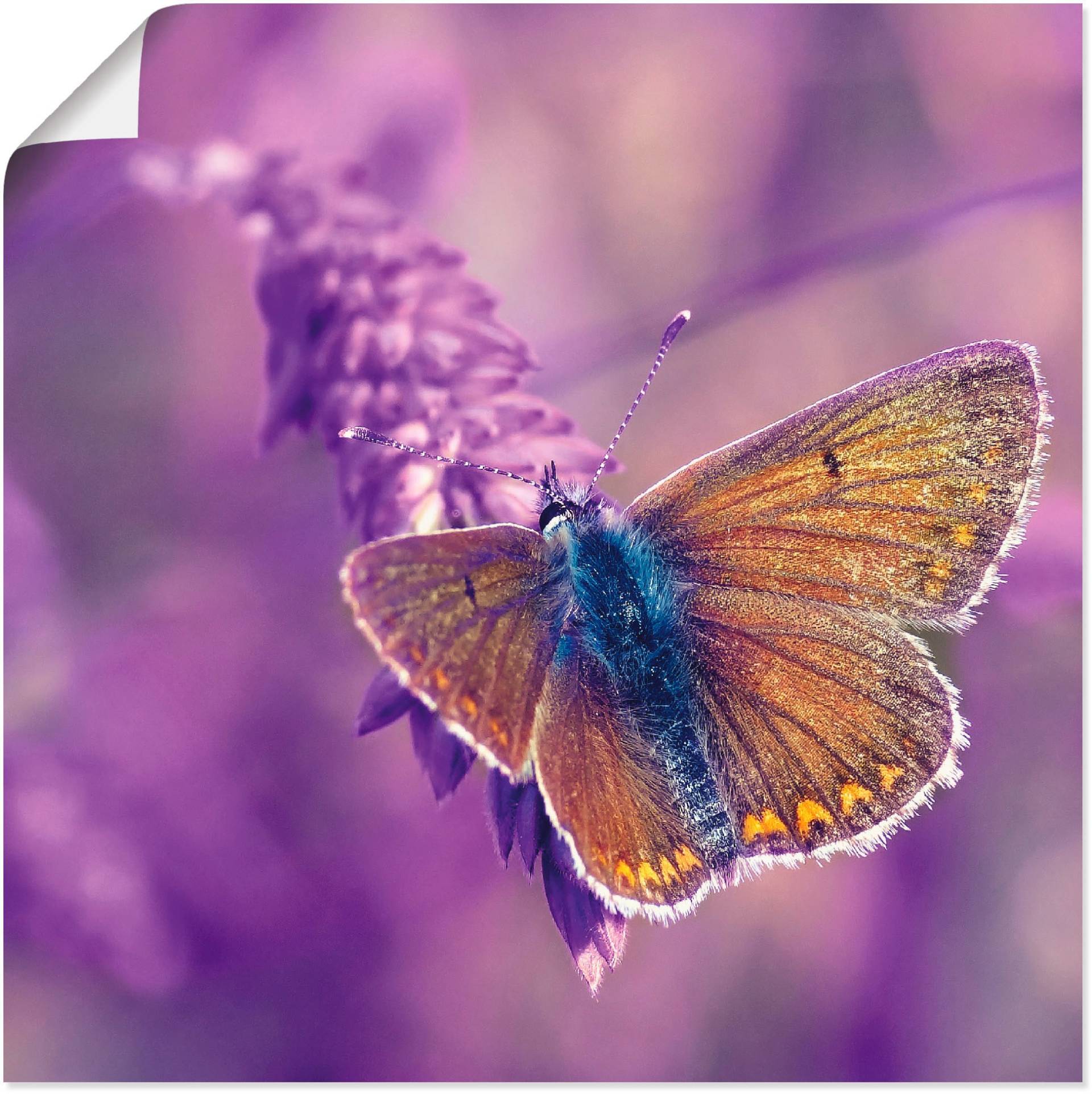 Artland Wandbild »Schmetterling Lavendeltraum«, Insekten, (1 St.), als Alubild, Leinwandbild, Wandaufkleber oder Poster in versch. Grössen von Artland