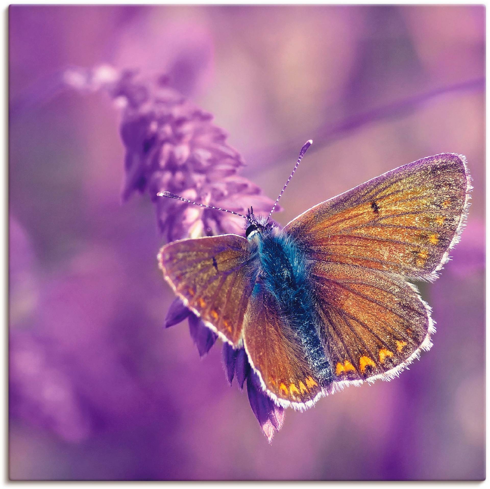 Artland Wandbild »Schmetterling Lavendeltraum«, Insekten, (1 St.), als Alubild, Leinwandbild, Wandaufkleber oder Poster in versch. Grössen von Artland