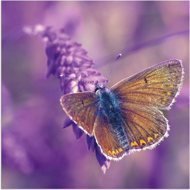 Artland Wandbild »Schmetterling Lavendeltraum«, Insekten, (1 St.), als Alubild, Leinwandbild, Wandaufkleber oder Poster in versch. Grössen von Artland