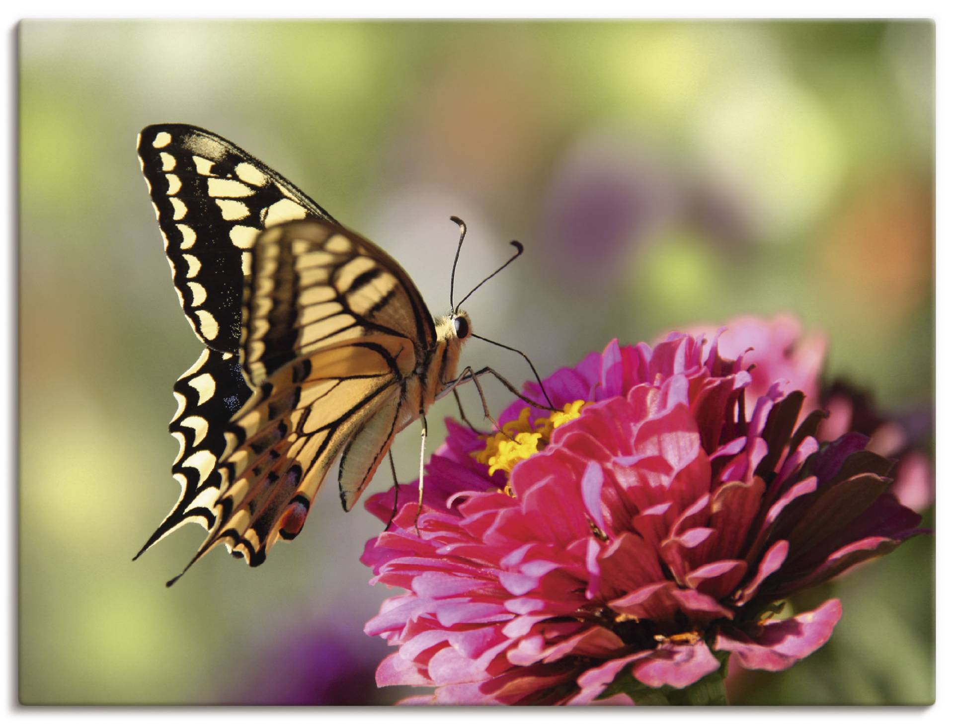 Artland Leinwandbild »Schmetterling«, Insekten, (1 St.), auf Keilrahmen gespannt von Artland