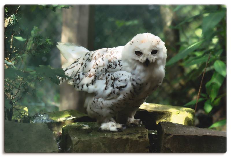 Artland Leinwandbild »Schneeeule«, Vögel, (1 St.), auf Keilrahmen gespannt von Artland