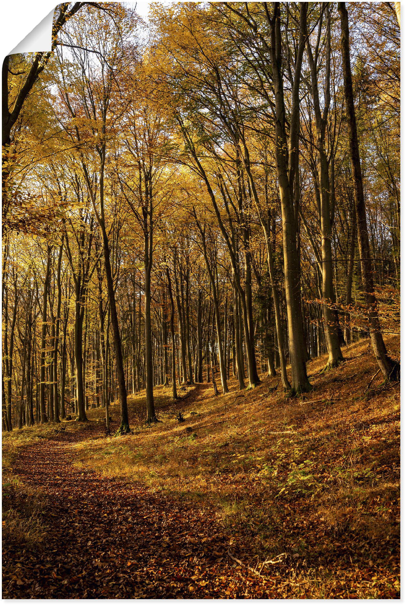 Artland Wandbild »Schöne Herbstfarben bei Sonnenuntergang«, Waldbilder, (1 St.), als Alubild, Leinwandbild, Wandaufkleber oder Poster in versch. Grössen von Artland