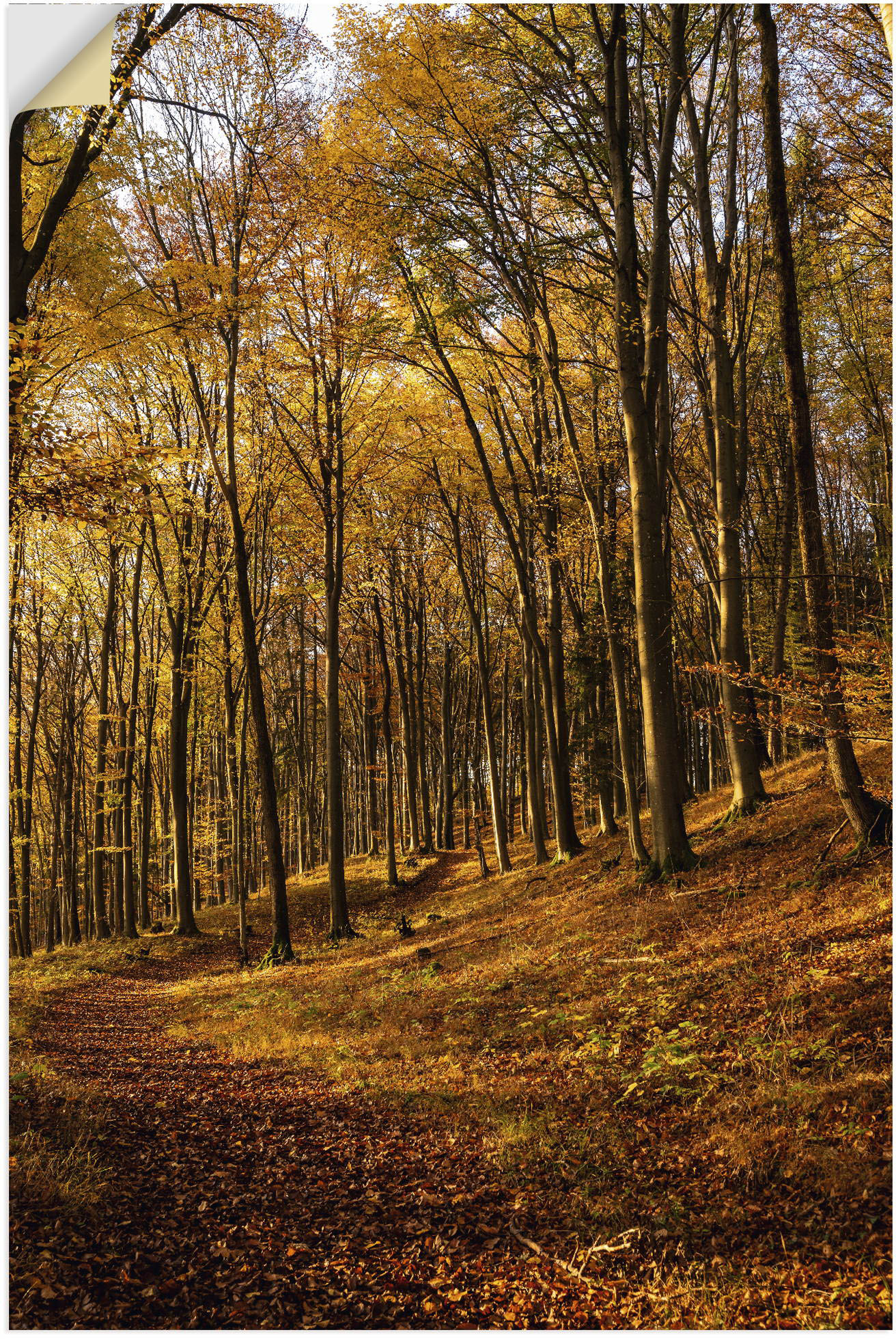 Artland Wandbild »Schöne Herbstfarben bei Sonnenuntergang«, Waldbilder, (1 St.), als Alubild, Leinwandbild, Wandaufkleber oder Poster in versch. Grössen von Artland