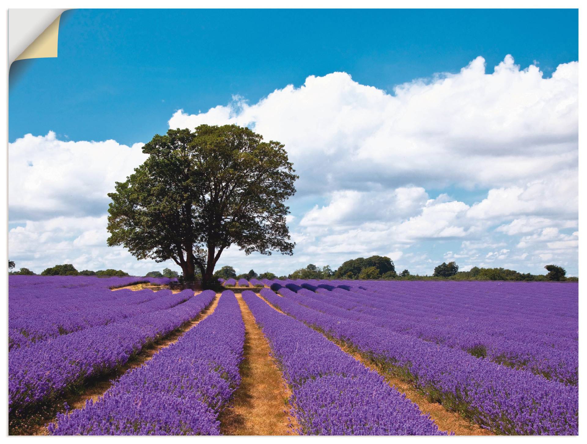 Artland Wandbild »Schönes Lavendelfeld im Sommer«, Felder, (1 St.), als Alubild, Outdoorbild, Leinwandbild in verschied. Grössen von Artland