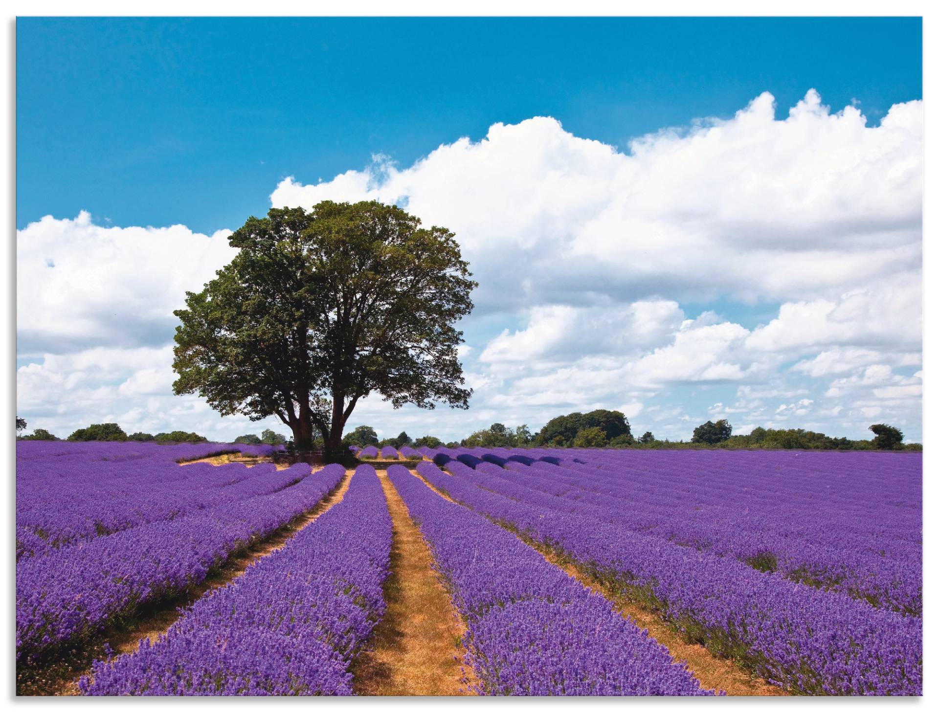 Artland Wandbild »Schönes Lavendelfeld im Sommer«, Felder, (1 St.), als Alubild, Outdoorbild, Leinwandbild in verschied. Grössen von Artland