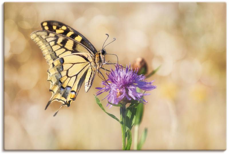 Artland Leinwandbild »Schwalbenschwanzschmetterling«, Insekten, (1 St.), auf Keilrahmen gespannt von Artland