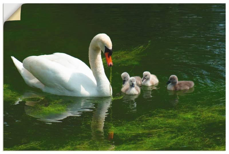 Artland Wandbild »Schwanen Familie«, Vögel, (1 St.), als Alubild, Leinwandbild, Wandaufkleber oder Poster in versch. Grössen von Artland