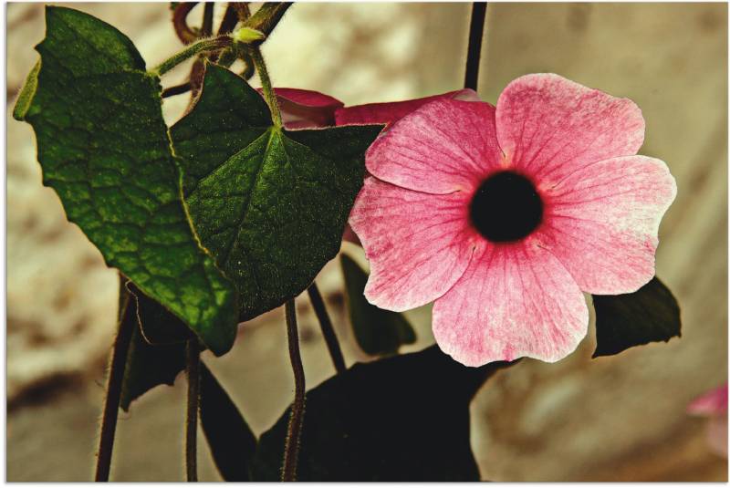 Artland Wandbild »Schwarzäugige Susanne«, Blumen, (1 St.), als Alubild, Leinwandbild, Wandaufkleber oder Poster in versch. Grössen von Artland