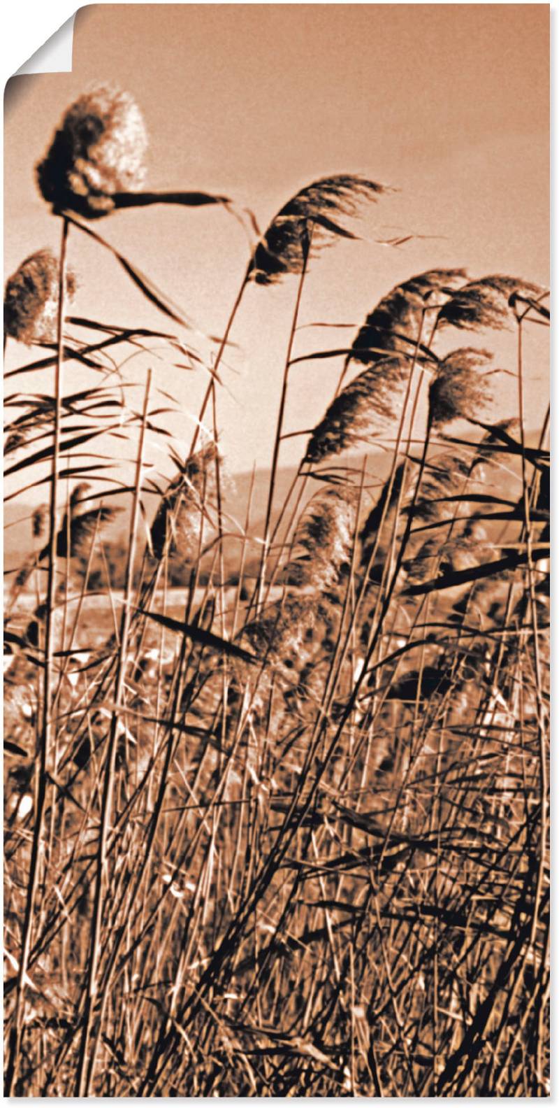 Artland Wandbild »Sepia Gräser II«, Gräser, (1 St.), als Leinwandbild in verschied. Grössen von Artland